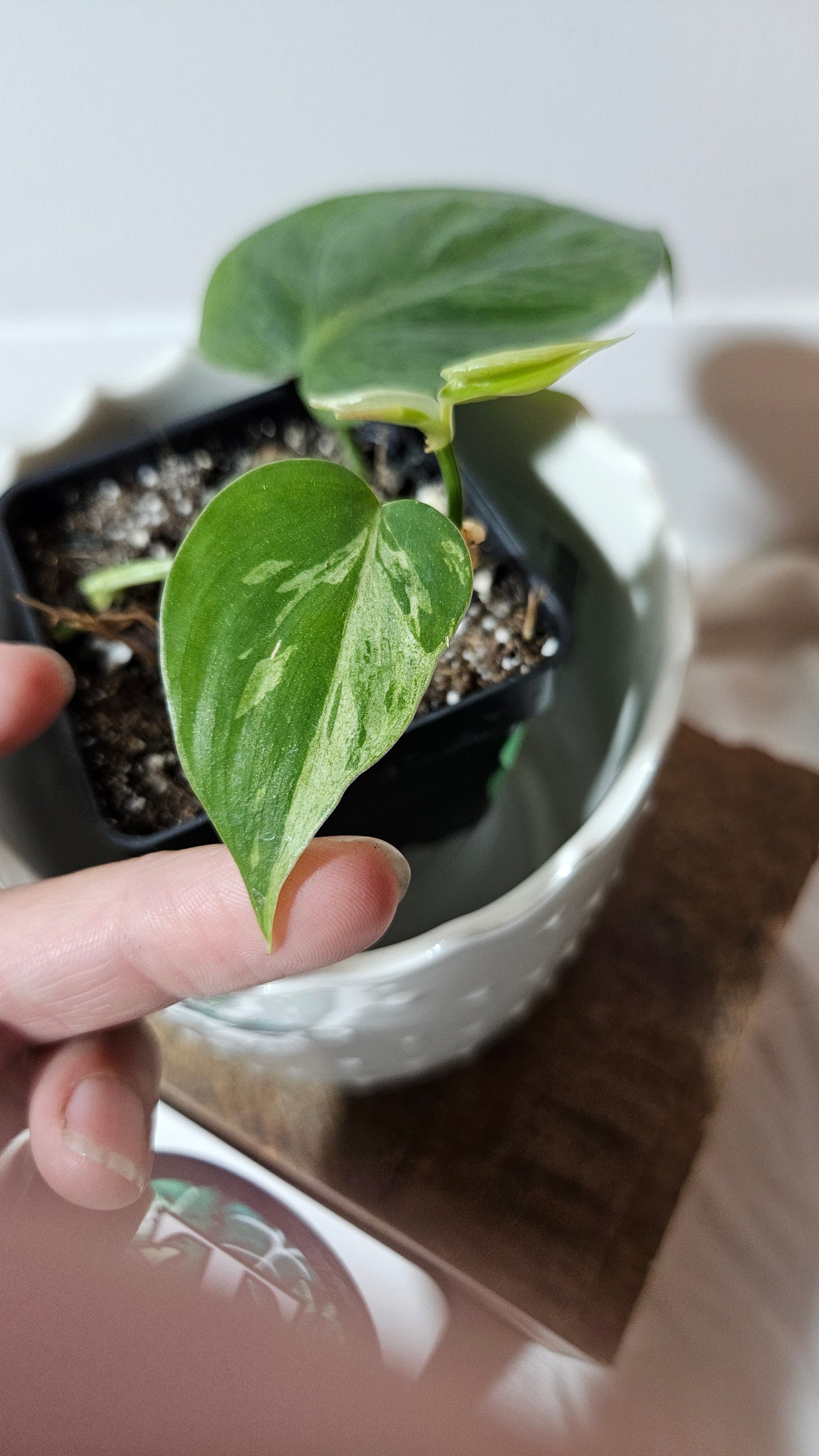 Philodendron Hederaceum Variegata (PHI-559)