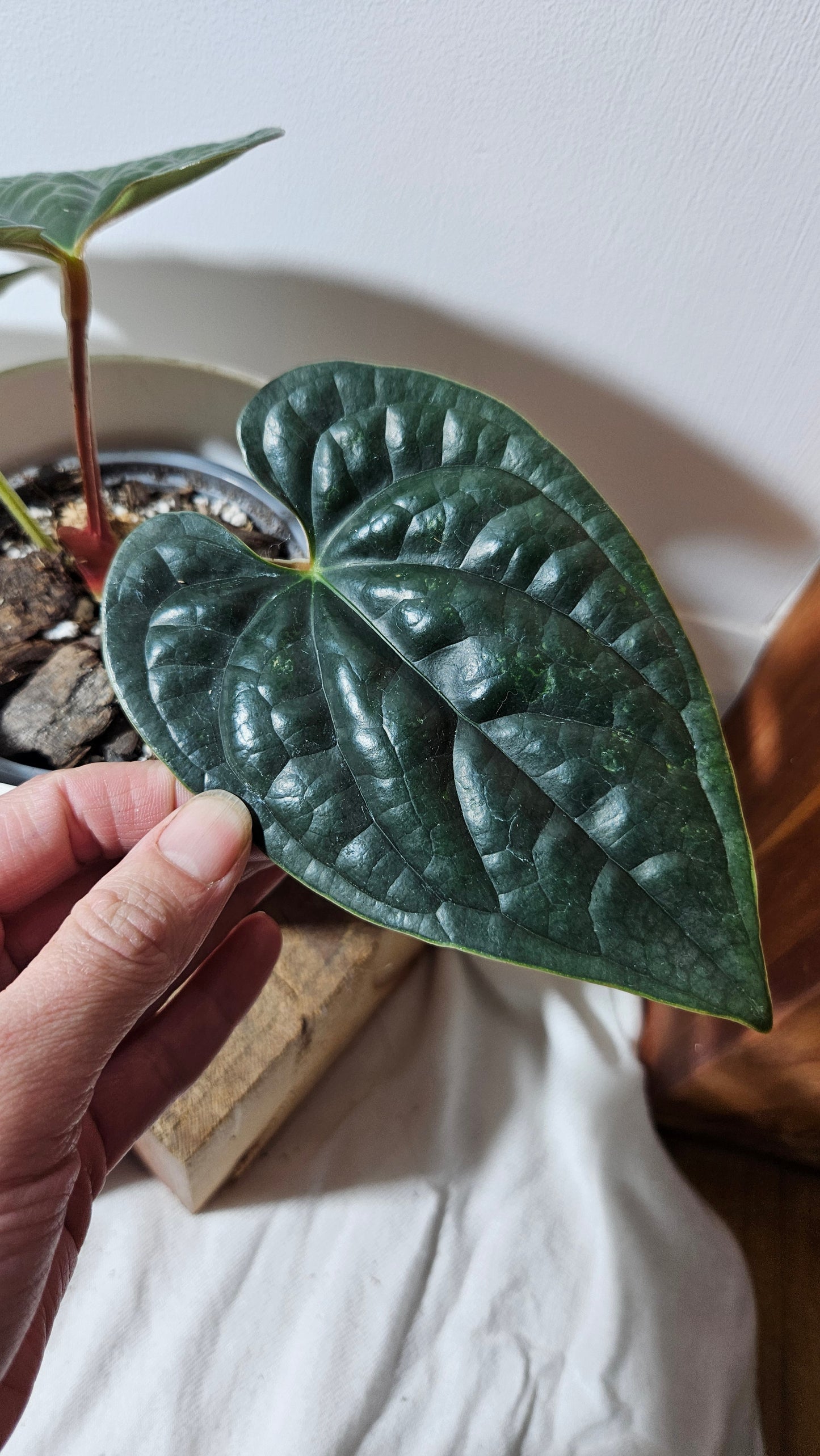 Anthurium Luxurians Tamarindo "format MOYEN" (ANT-218)