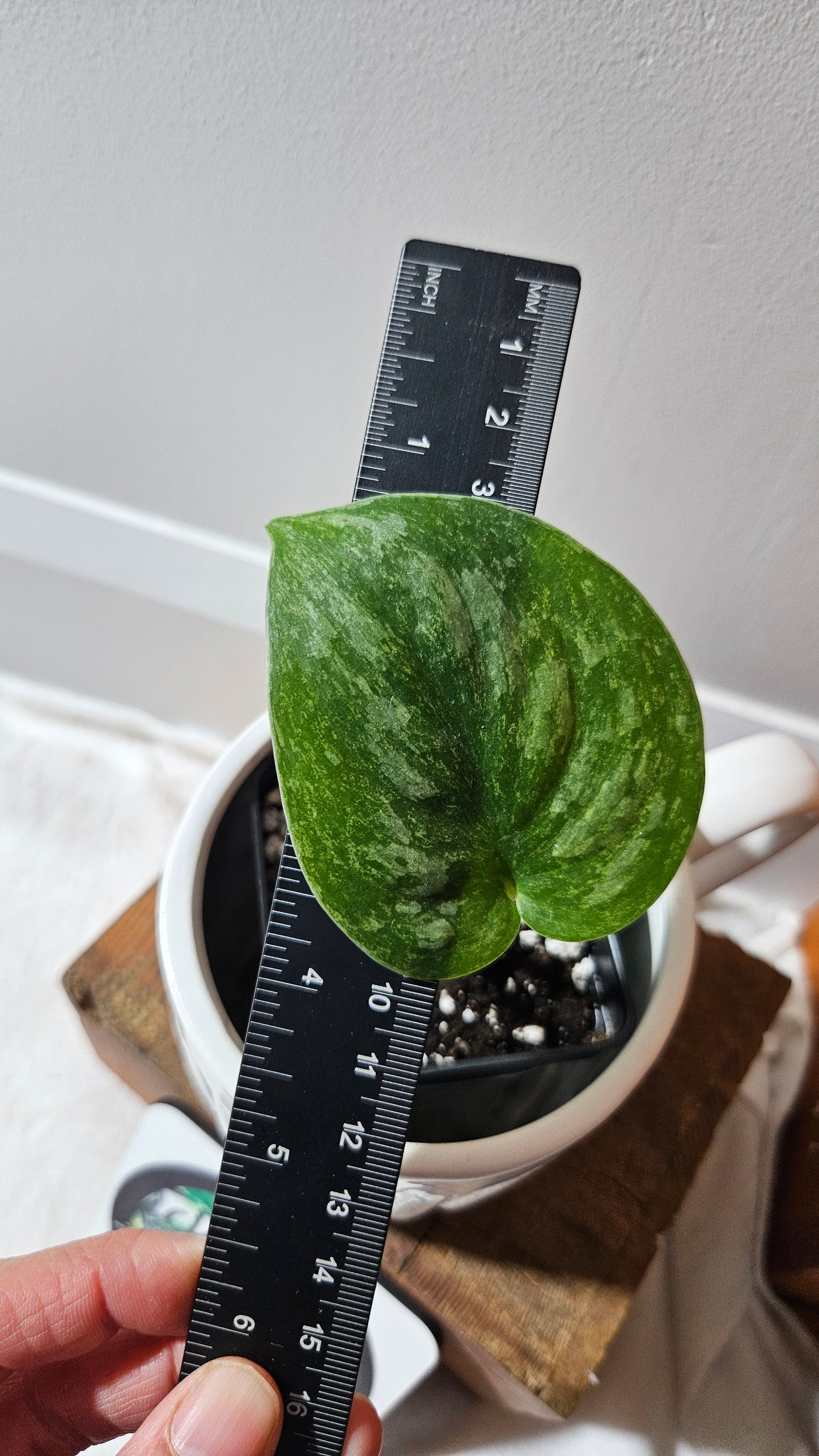 Scindapsus Exotica Pictus mint (SCI-1124)