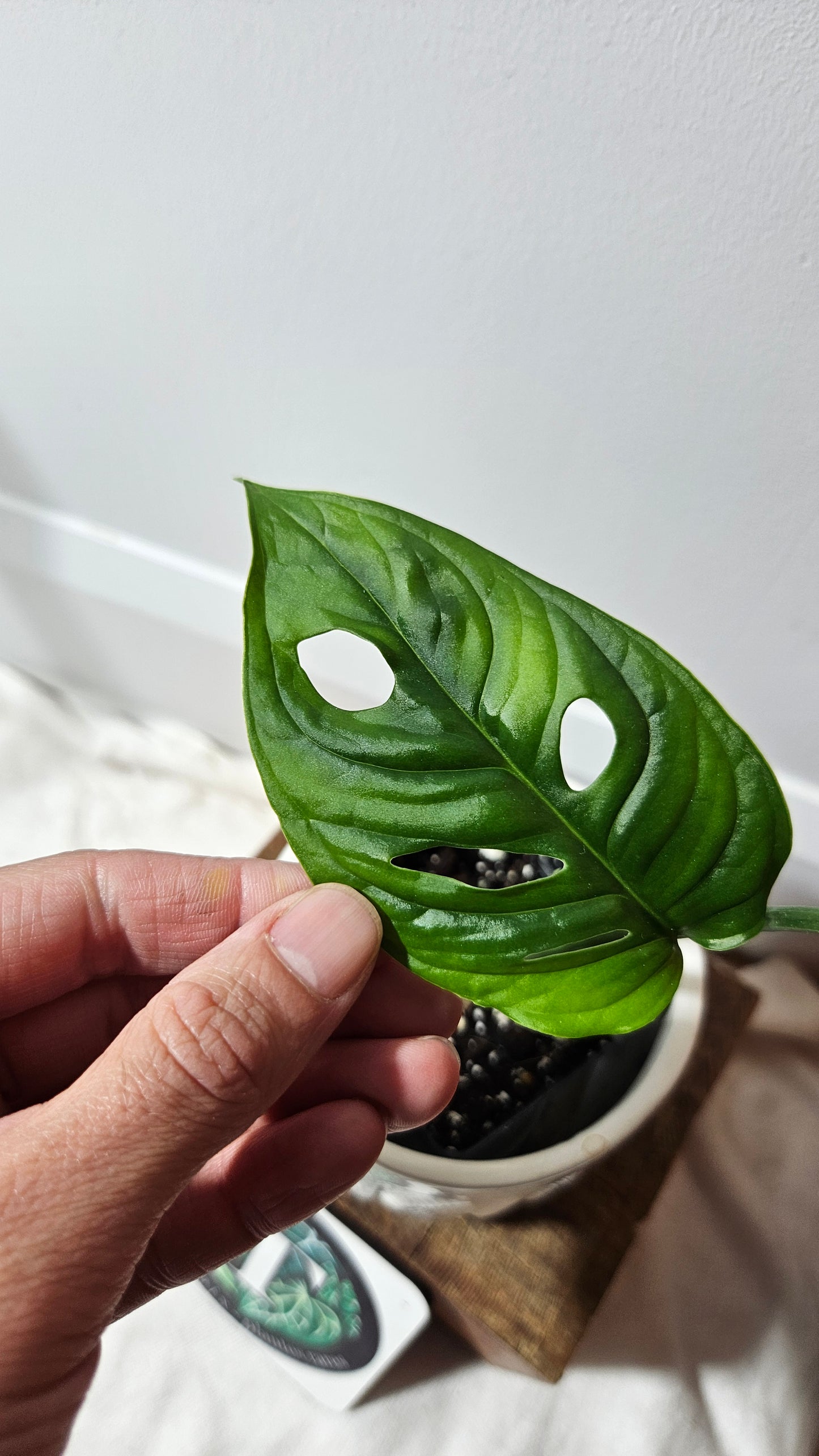 Monstera Obliqua Aff Tamarindo (MON-184)