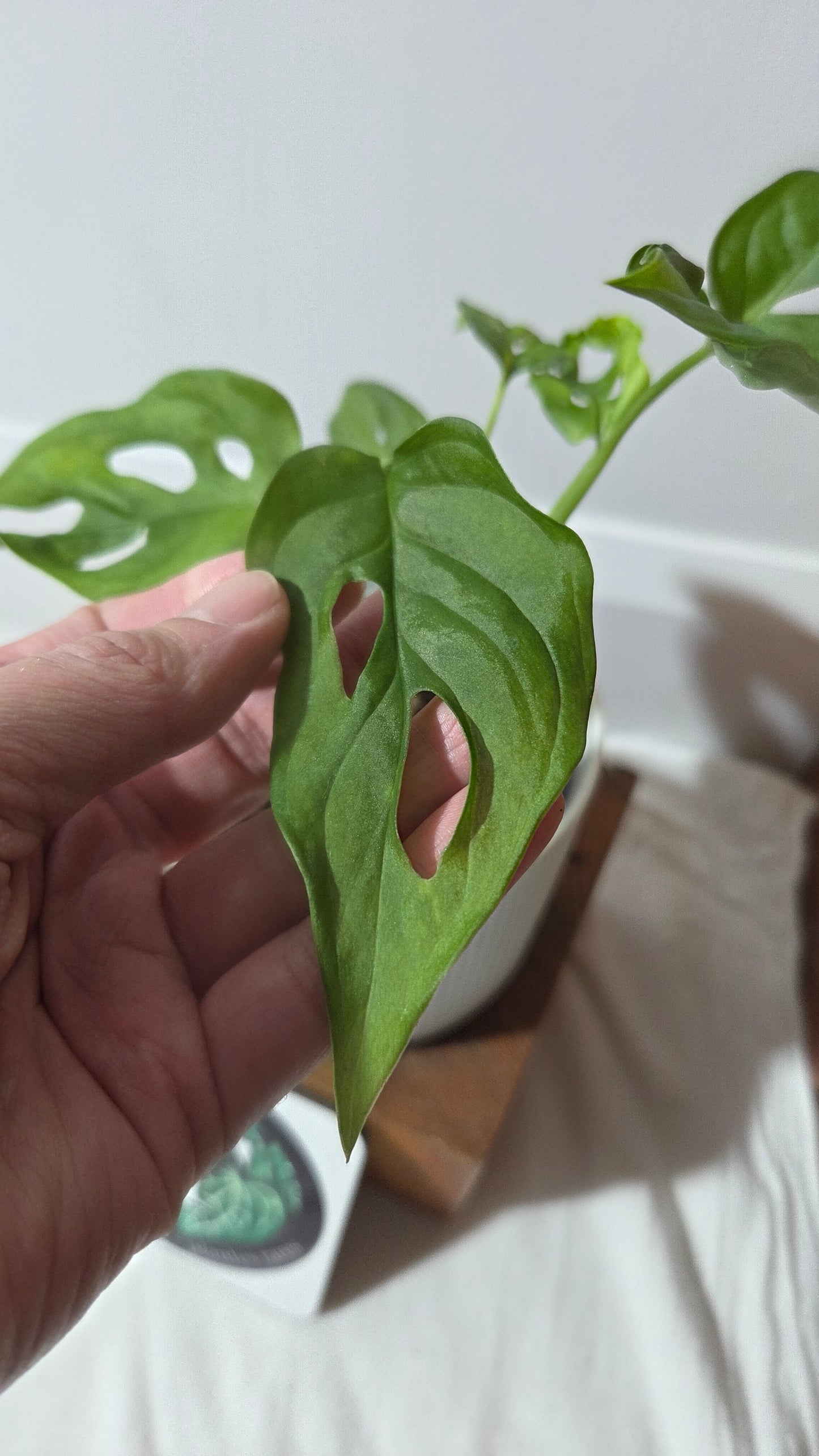 Monstera Obliqua Aff Patchicutza (MON-506)