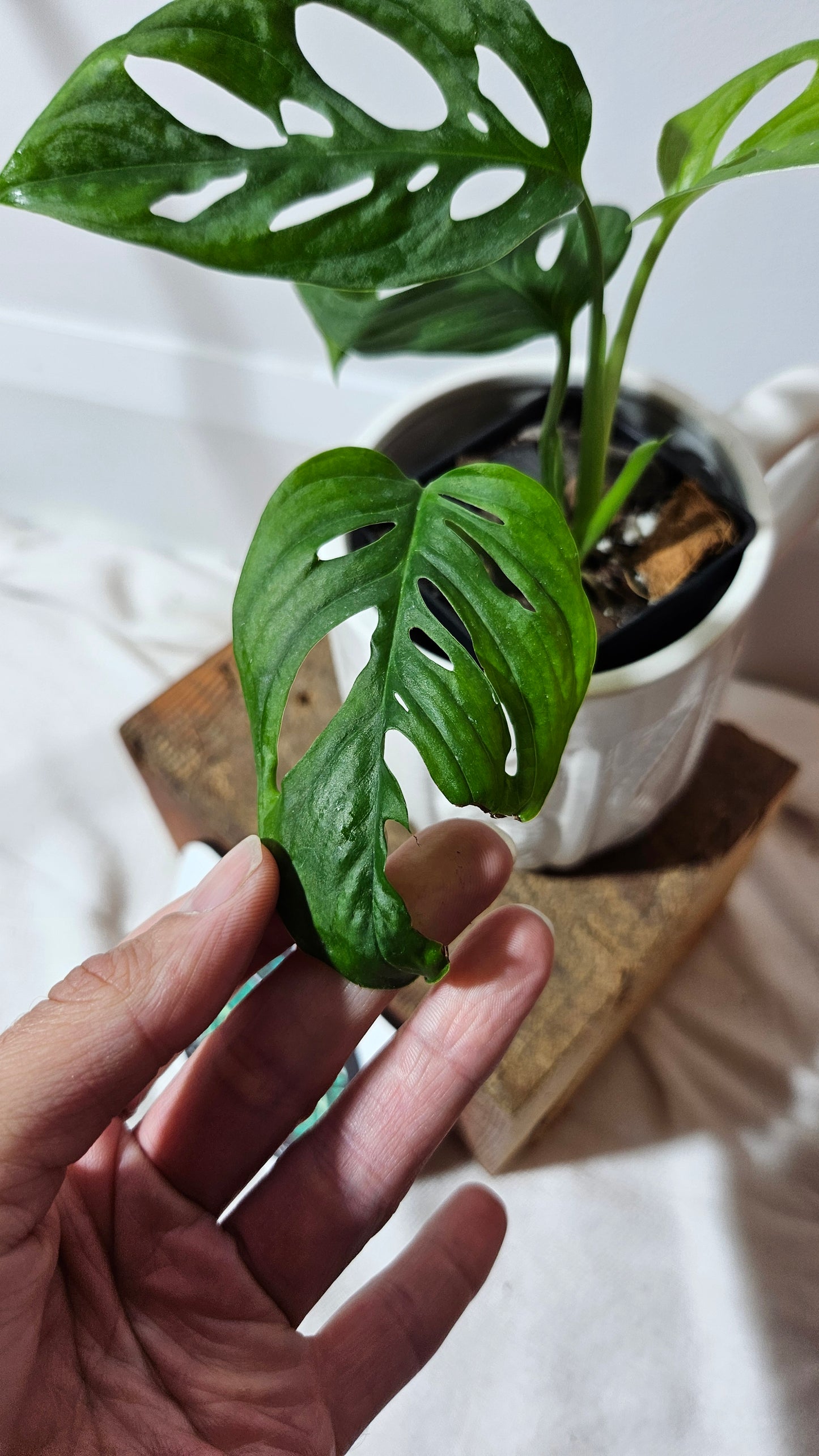 Monstera Acuminata (MON-225)