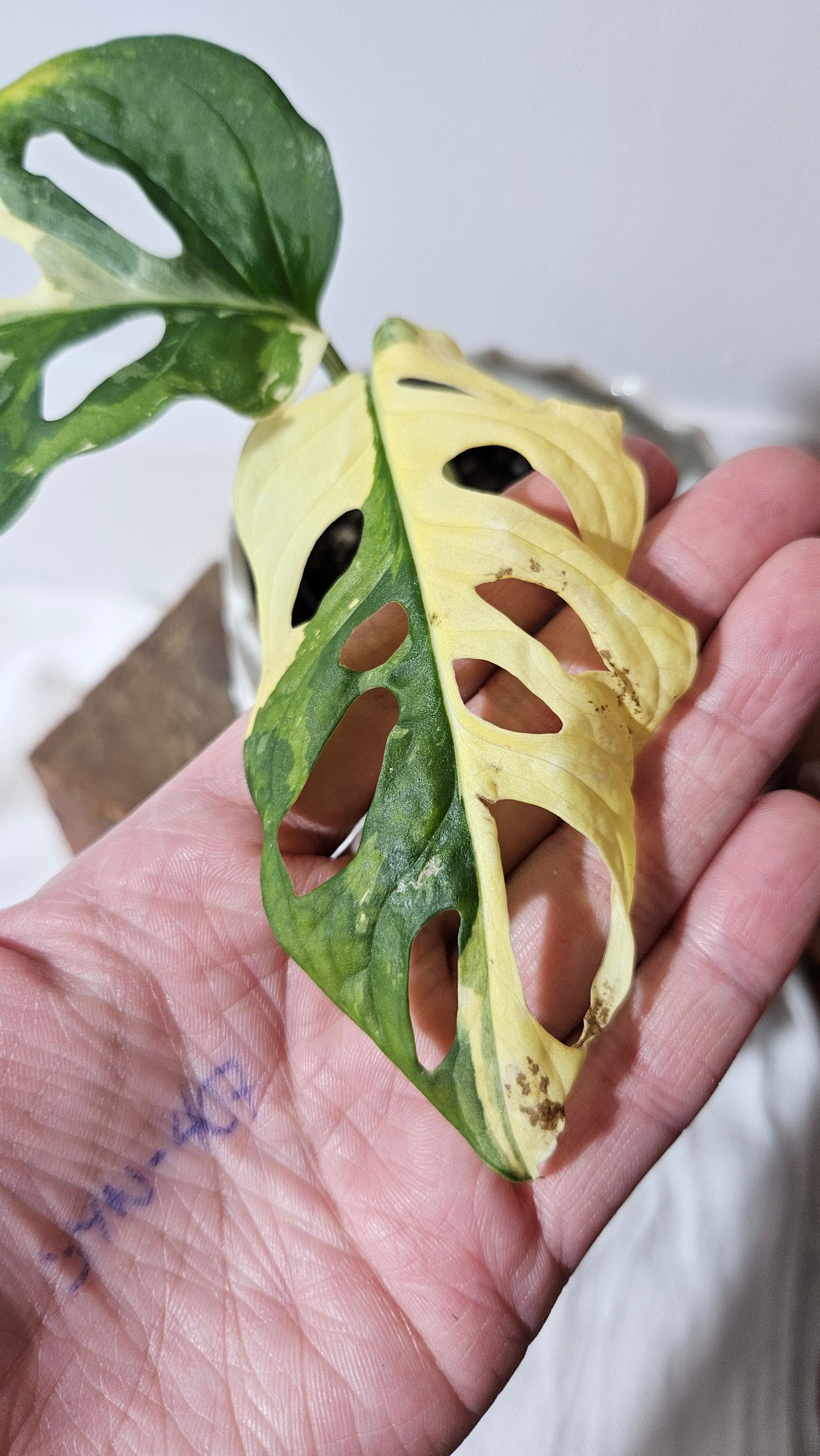 Monstera Andasonii Tricolore (MON-414)