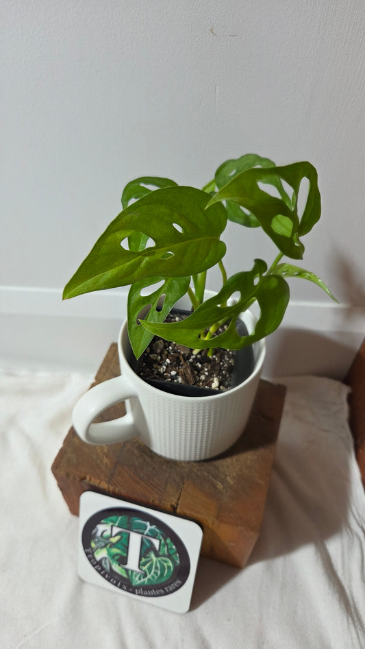 Monstera Obliqua Aff Tena (MON-447)