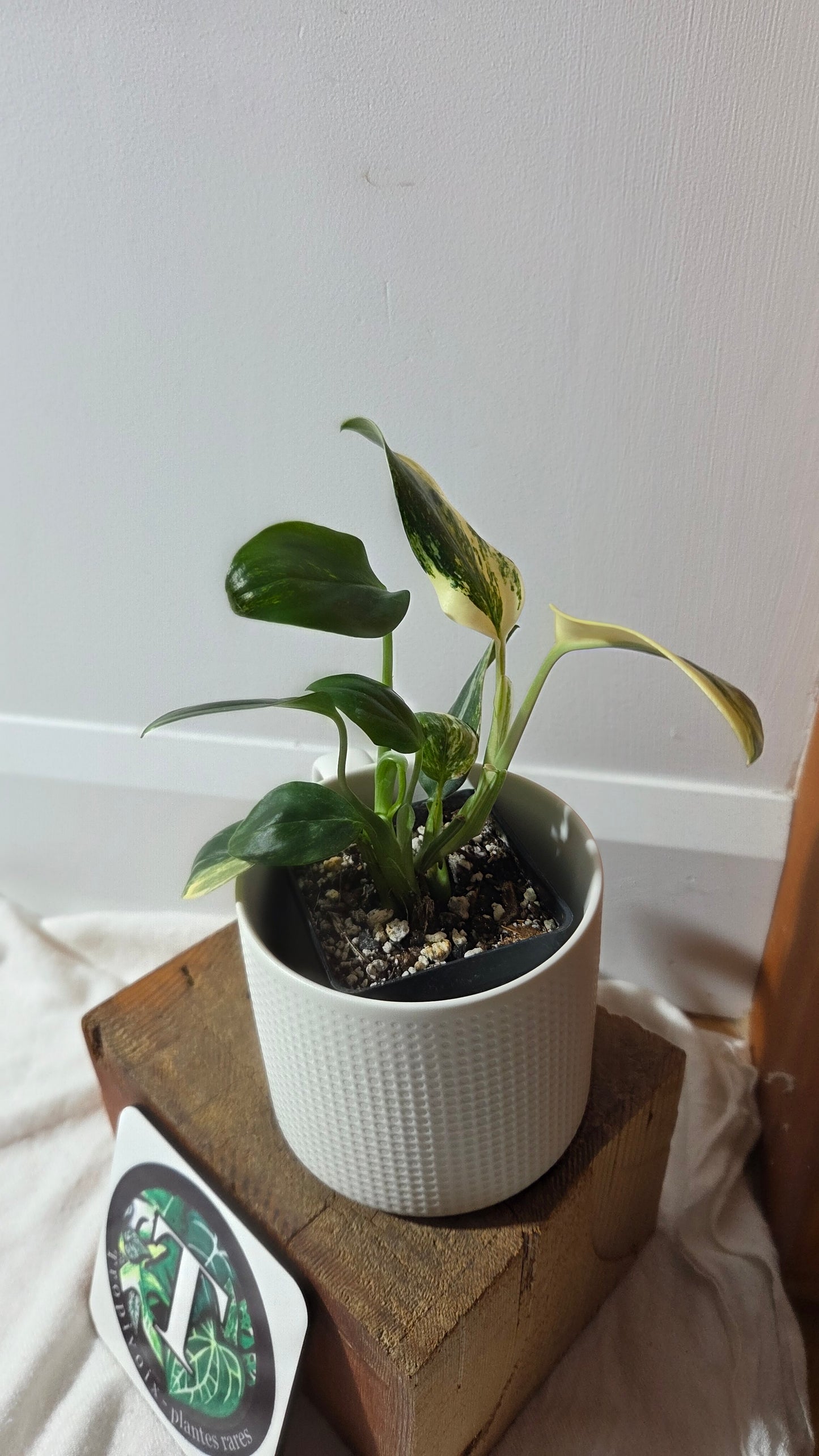 Monstera Standleyana Aurea (MON-485)