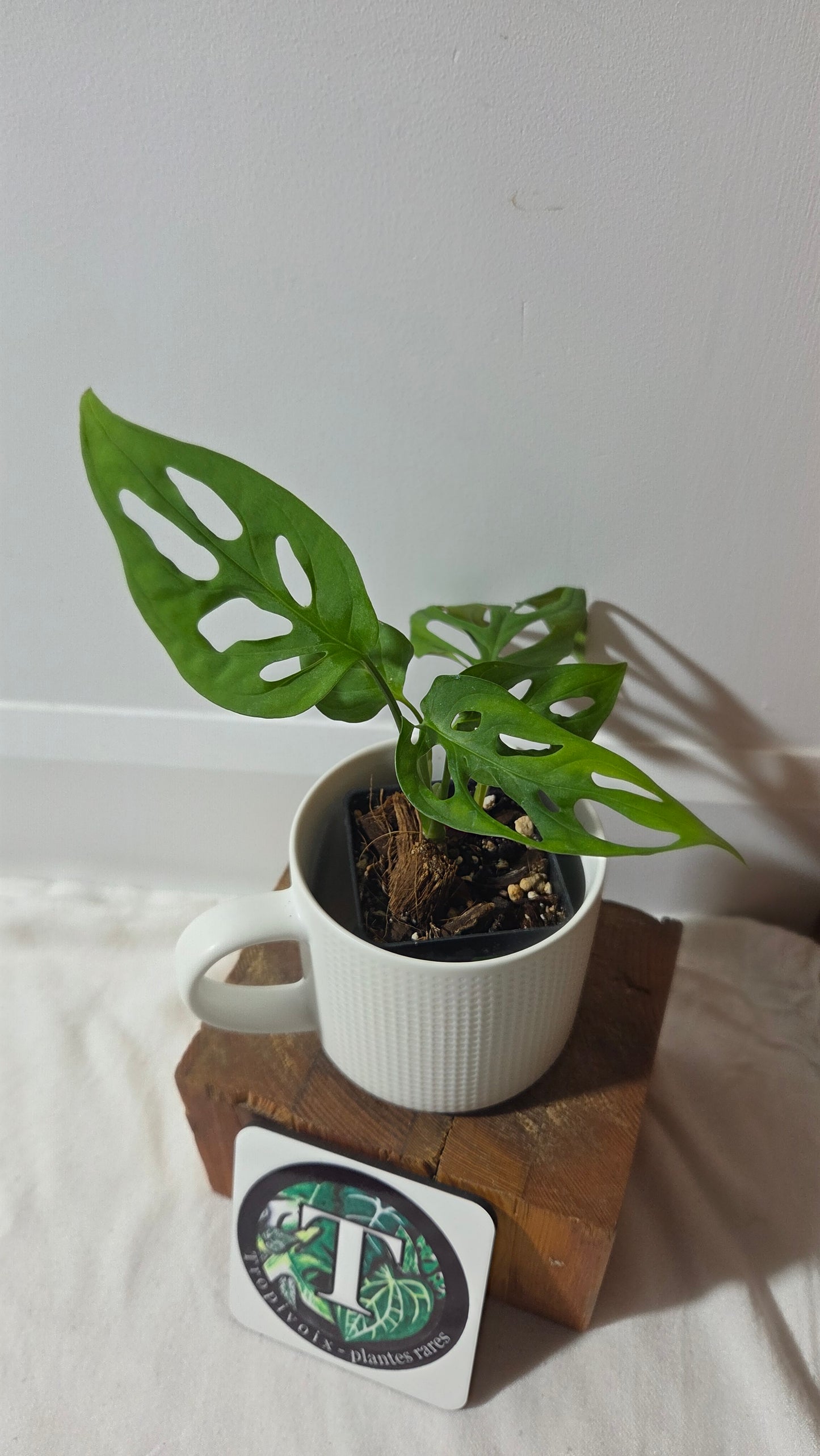 Monstera Obliqua aff La Bonita (MON-525)