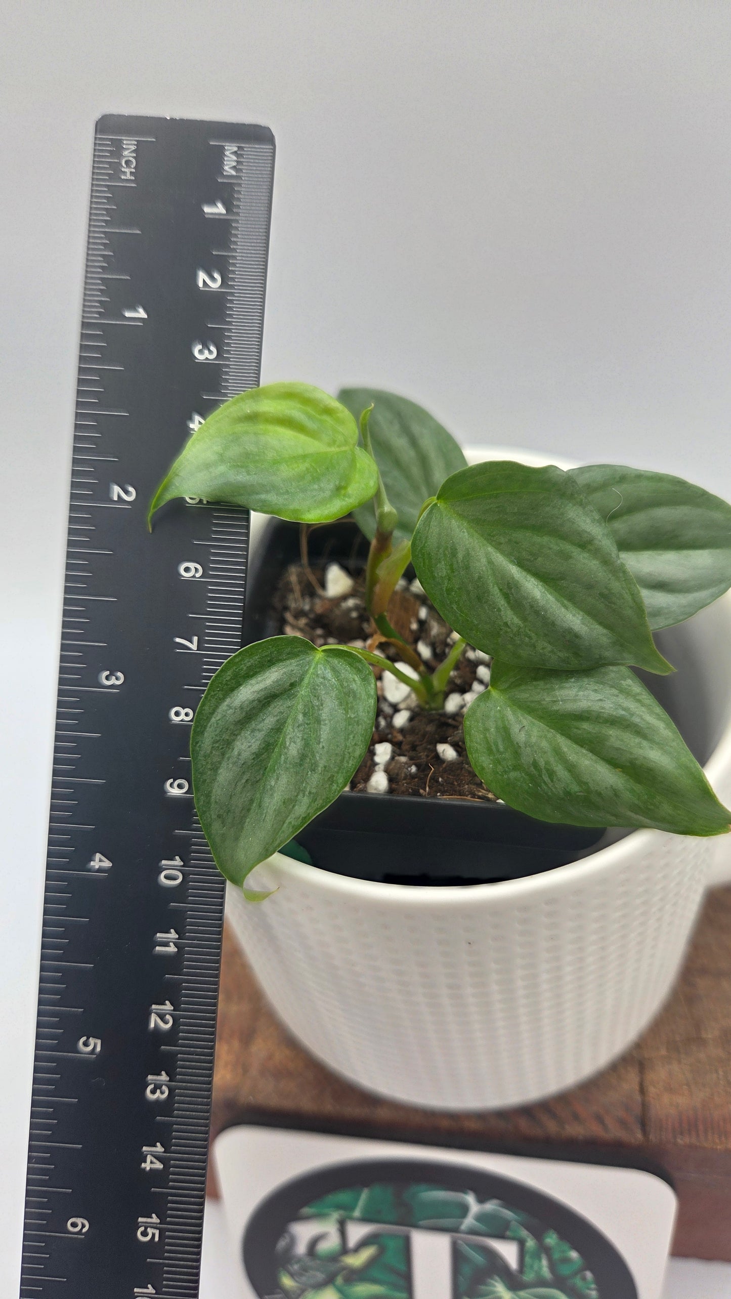 Philodendron Majestic (PHI-1082)