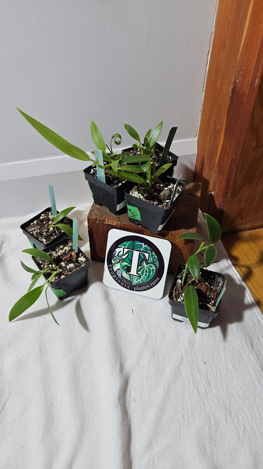 "FREEBIE " Philodendron Madagascar         1 FREEBIE /PERSONNE (avec achat minimal de 100$ avant taxes)