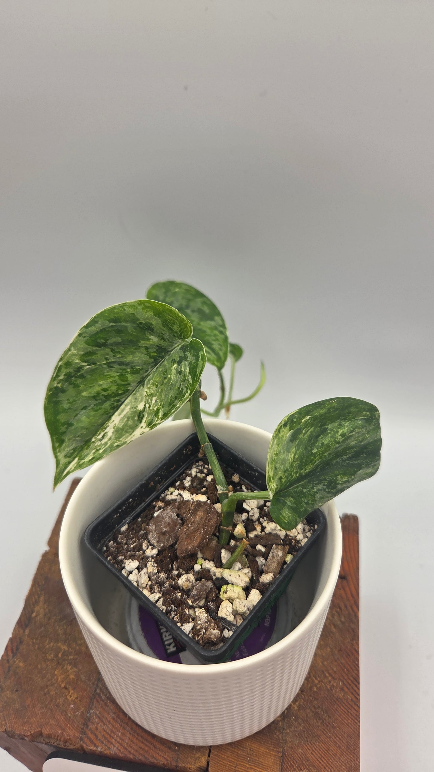 Scindapsus Exotica Salaka Tricolore (SCI-894)