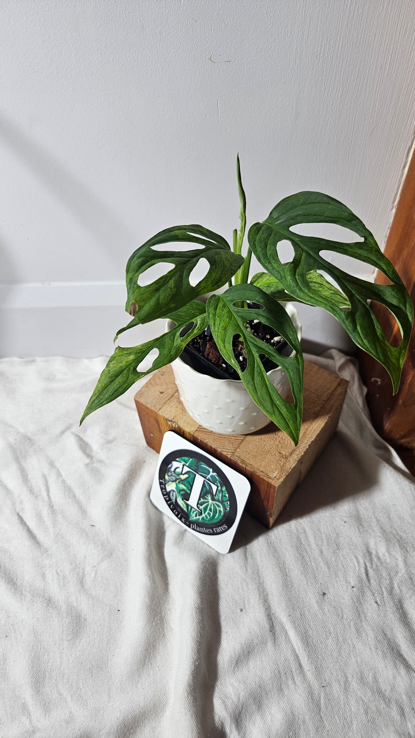 Monstera Andasonii Mint/Indo (MON-351)