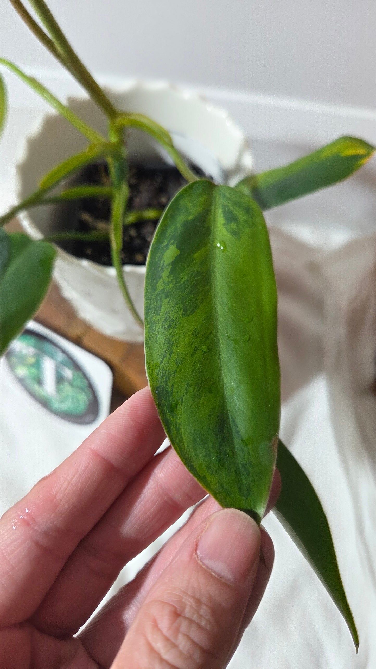 Philodendron Avocado Shake (PHI-1014)