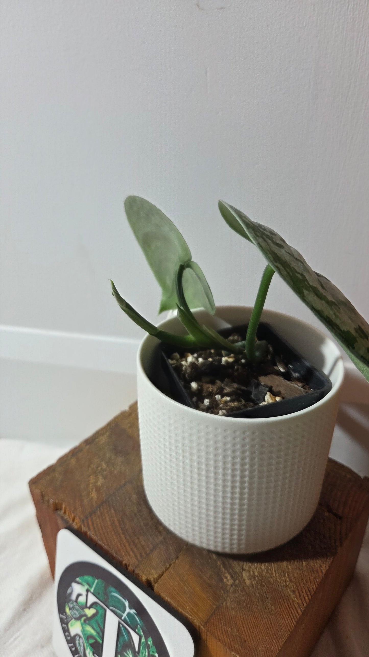 Scindapsus Exotica (SCI-1430)