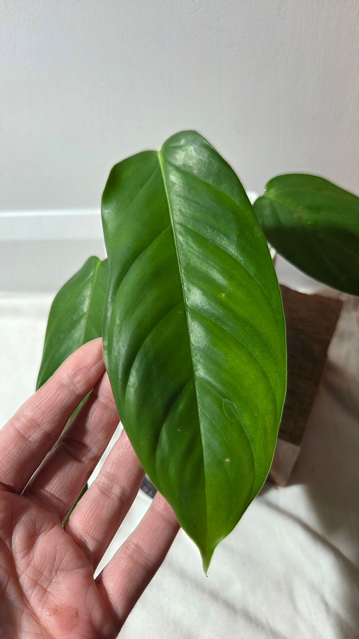 Philodendron Genevievianum (PHI-969)