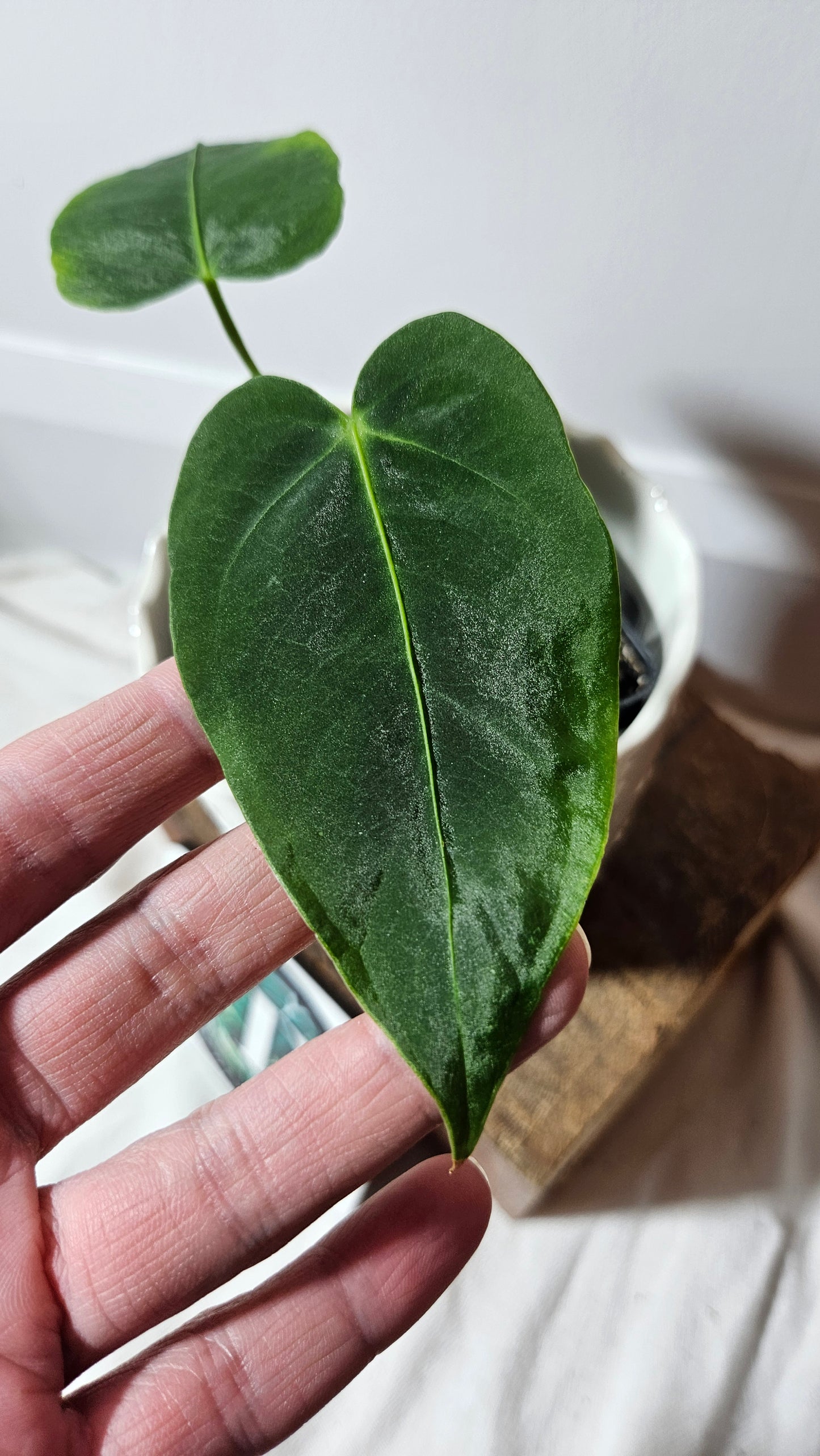 Anthurium Waterburyanum "format PETIT" (ANT-229)