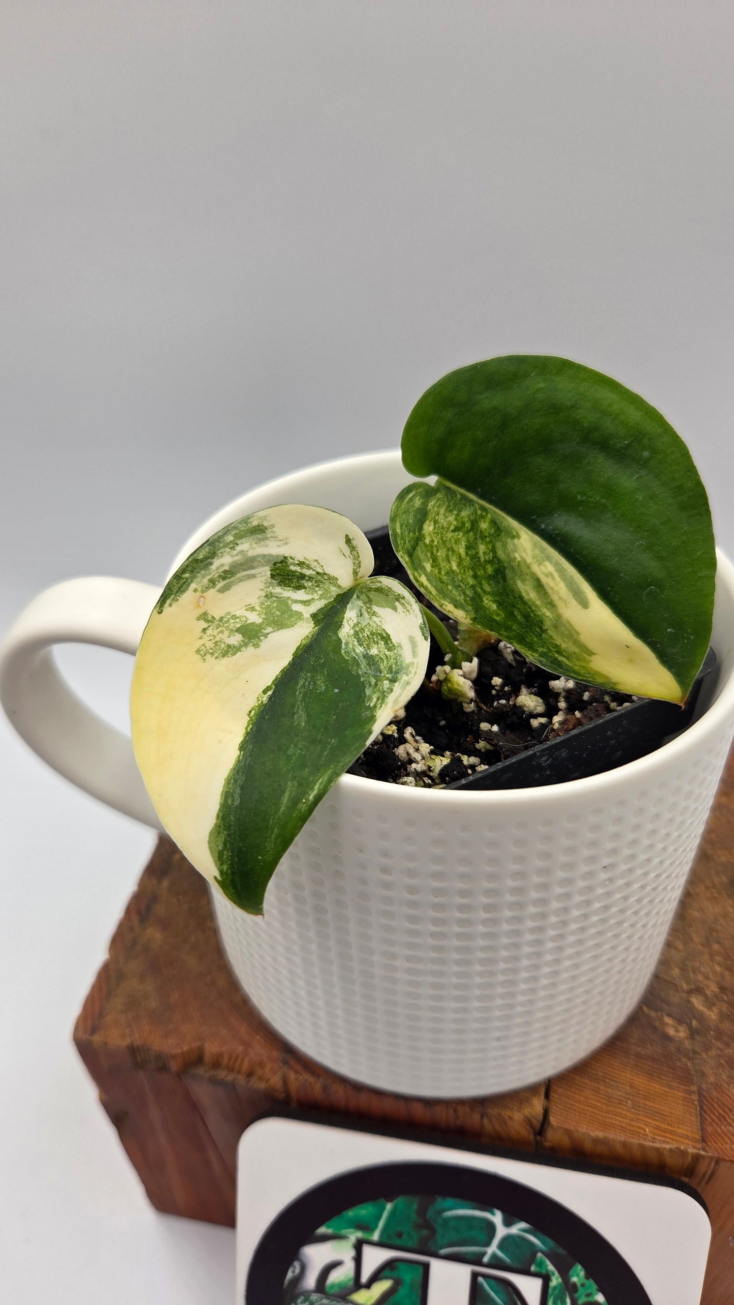 Scindapsus Jade Satin Albo (SCI-876)