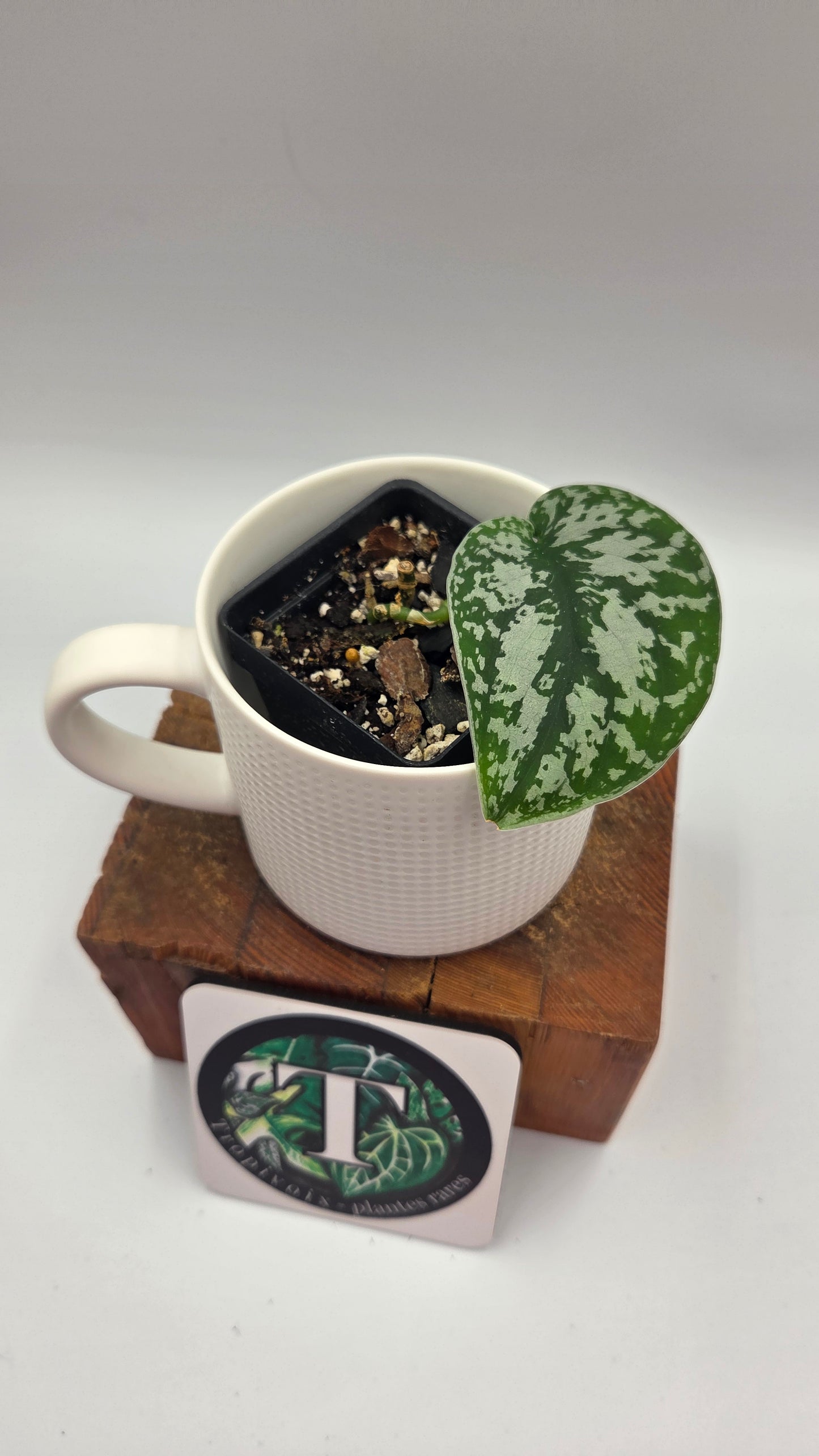 Scindapsus Silver Queen (SCI-1029)