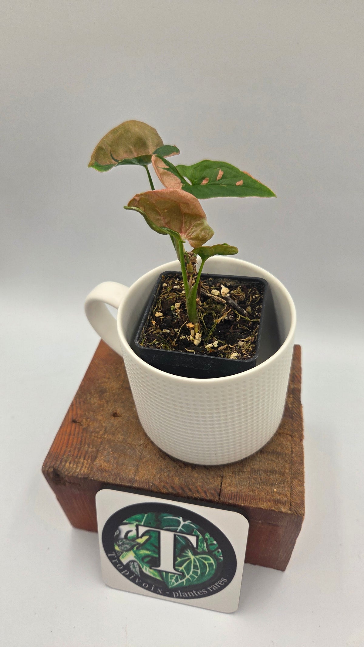 Syngonium Pink Lava (SYN-275)