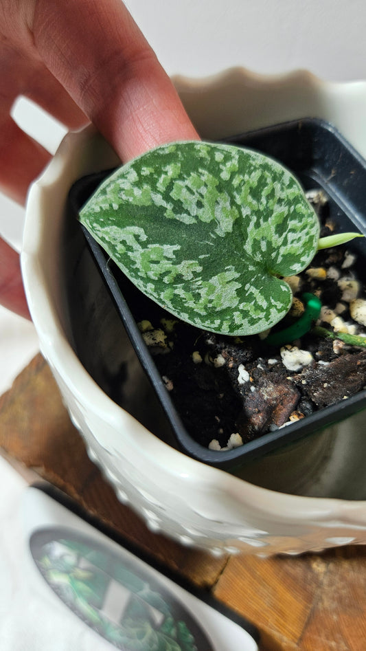 Scindapsus Tricolore silver Platinum (SCI-1319)