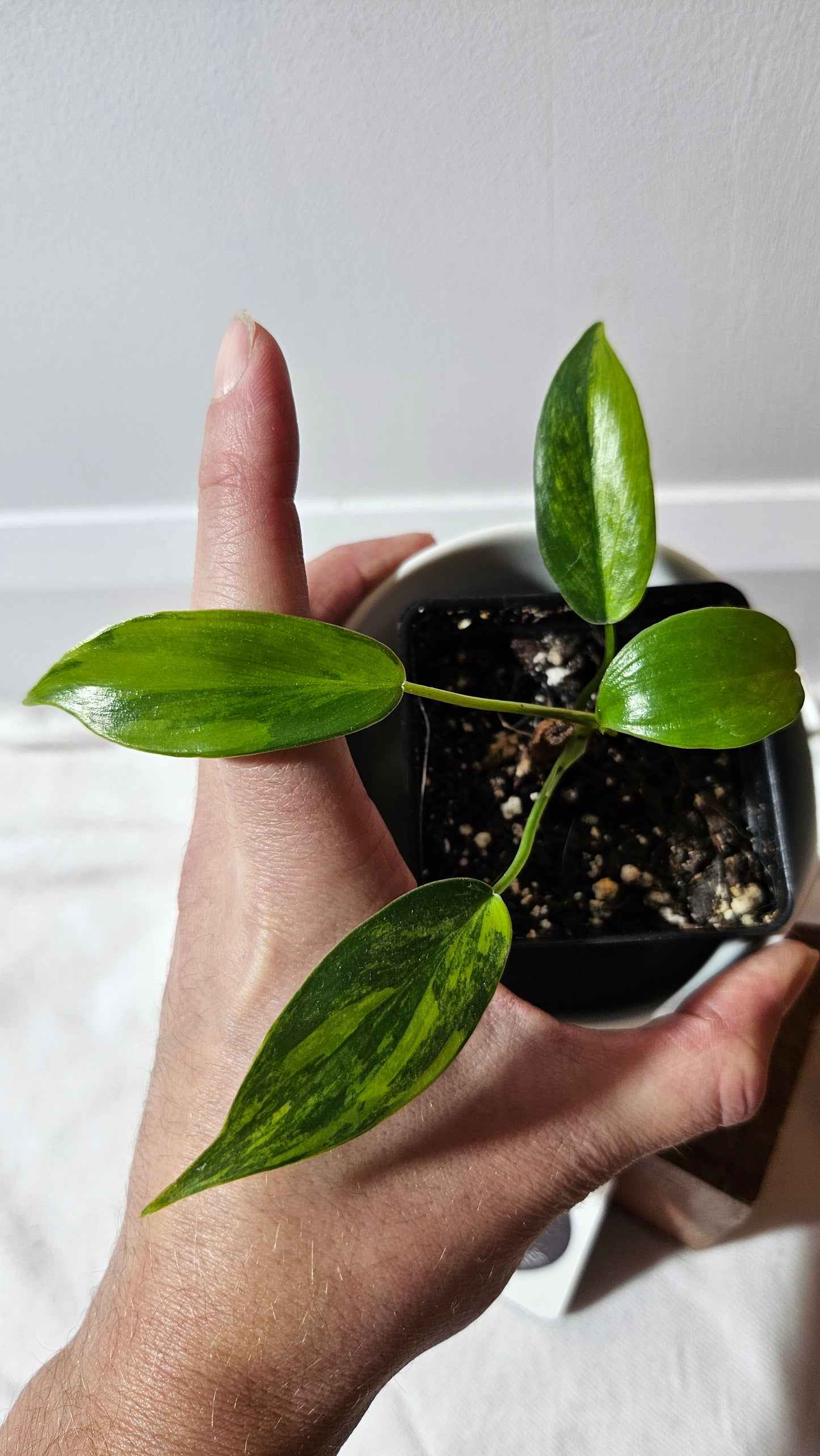 Philodendron Florida Beauty (PHI-940)