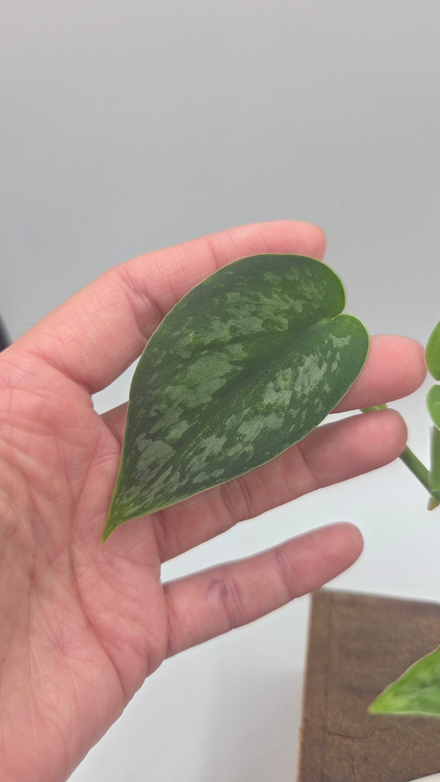Scindapsus Léopard Variegata (SCI-1194)