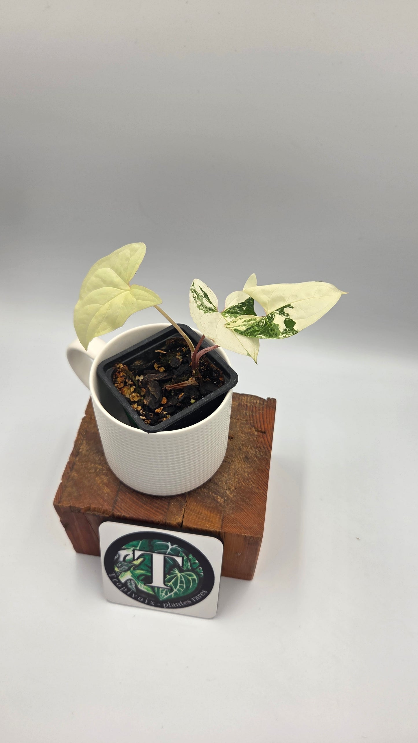 Syngonium Albo (SYN-328)