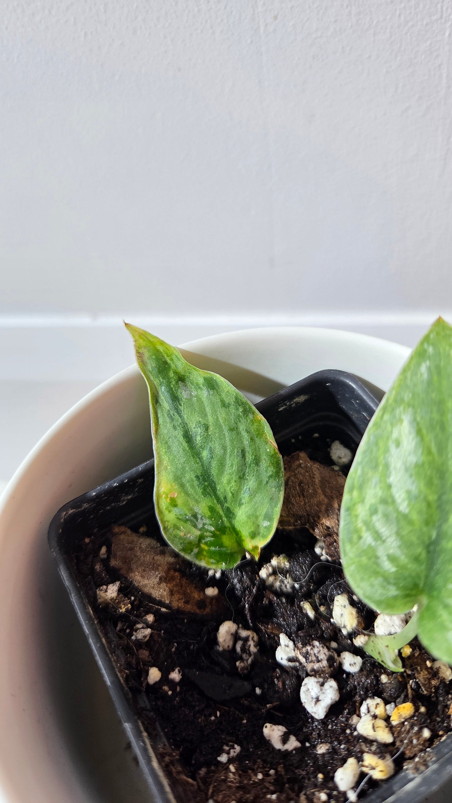 Scindapsus Blue Sky (SCI-1382)