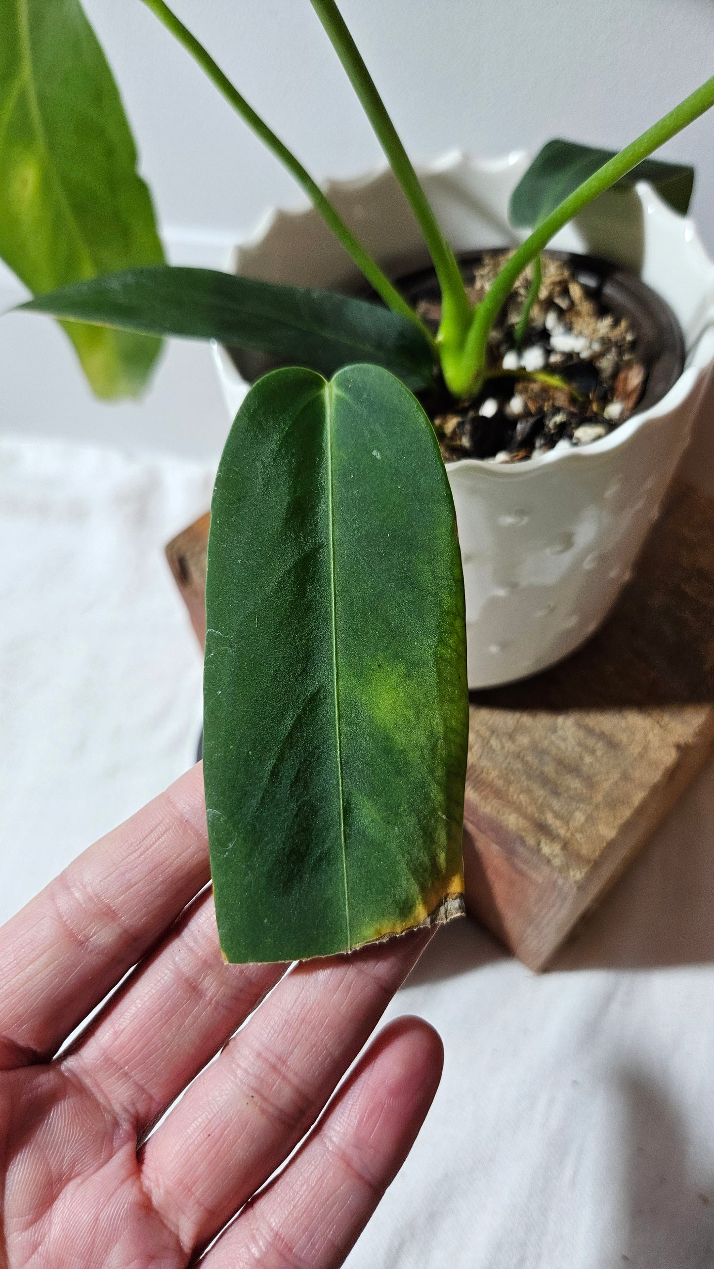 Anthurium Cirinoi aff Black Velvet "format MOYEN"(ANT-485)