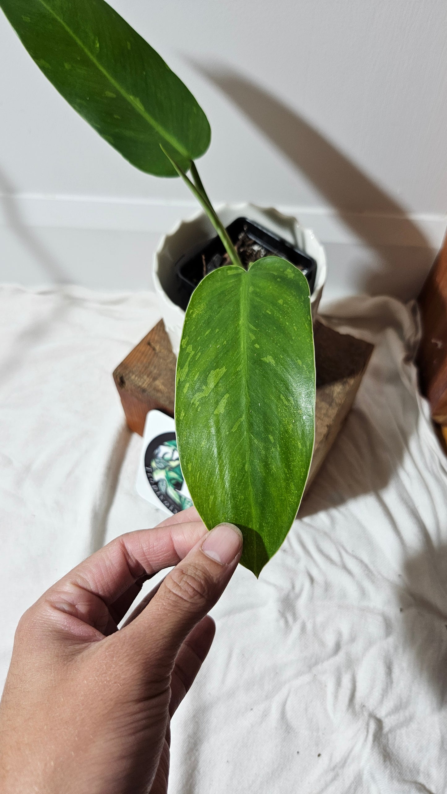 Philodendron Jose Buono (PHI-575)