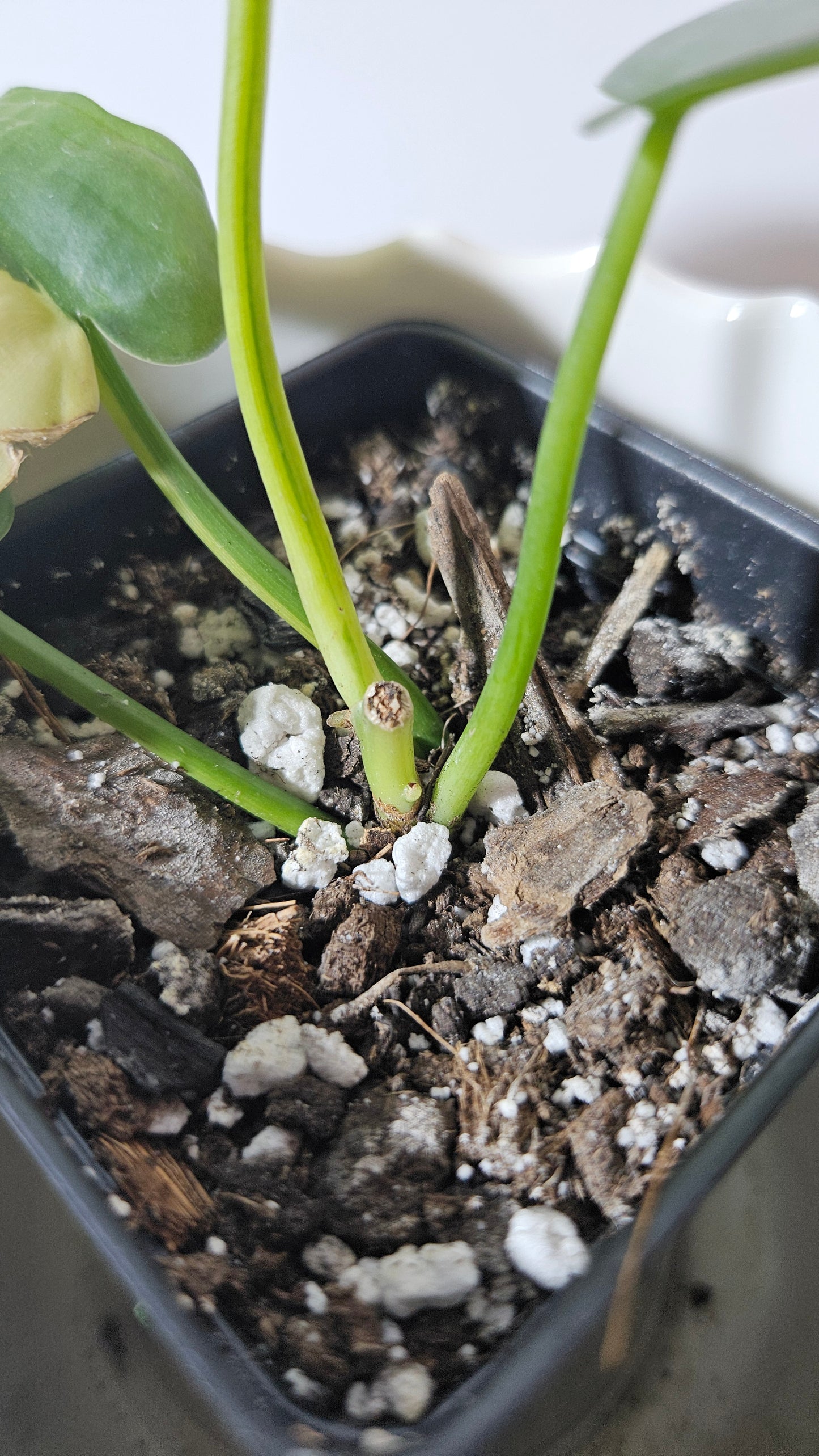 Philodendron Violin Variegata (PHI-634)