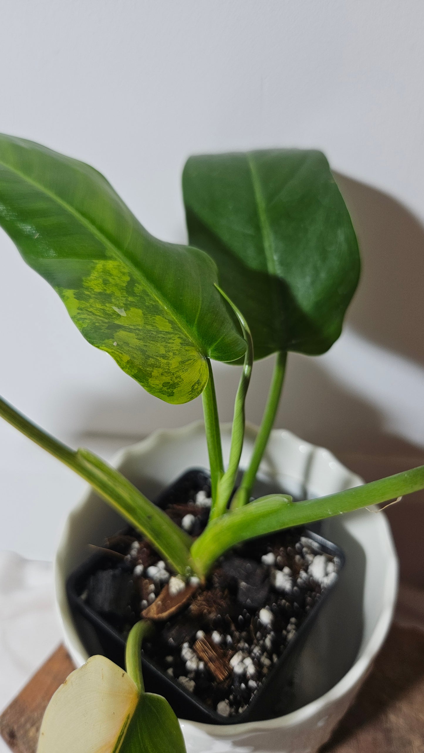 Philodendron Domesticum Variegata (PHI-665)