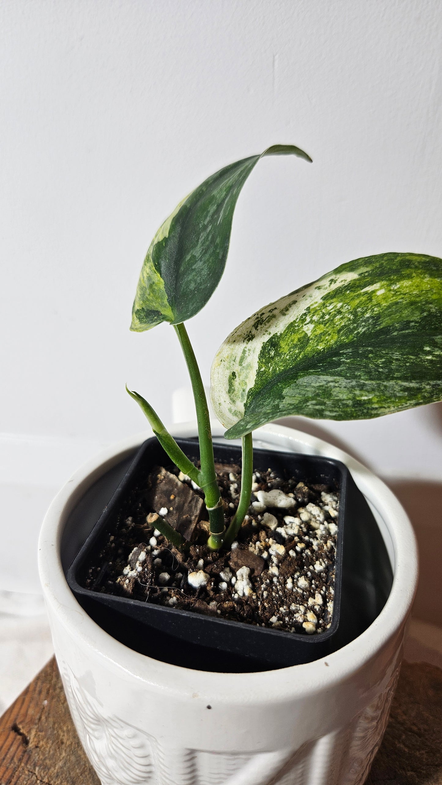 Scindapsus Silver Splash Variegata (SCI-568)