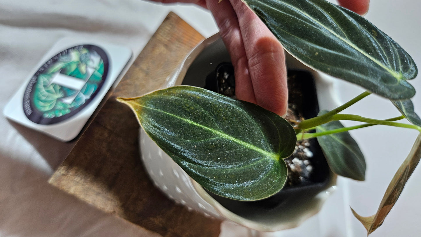 Philodendron Melanochrysum Variegata (PHI-553)