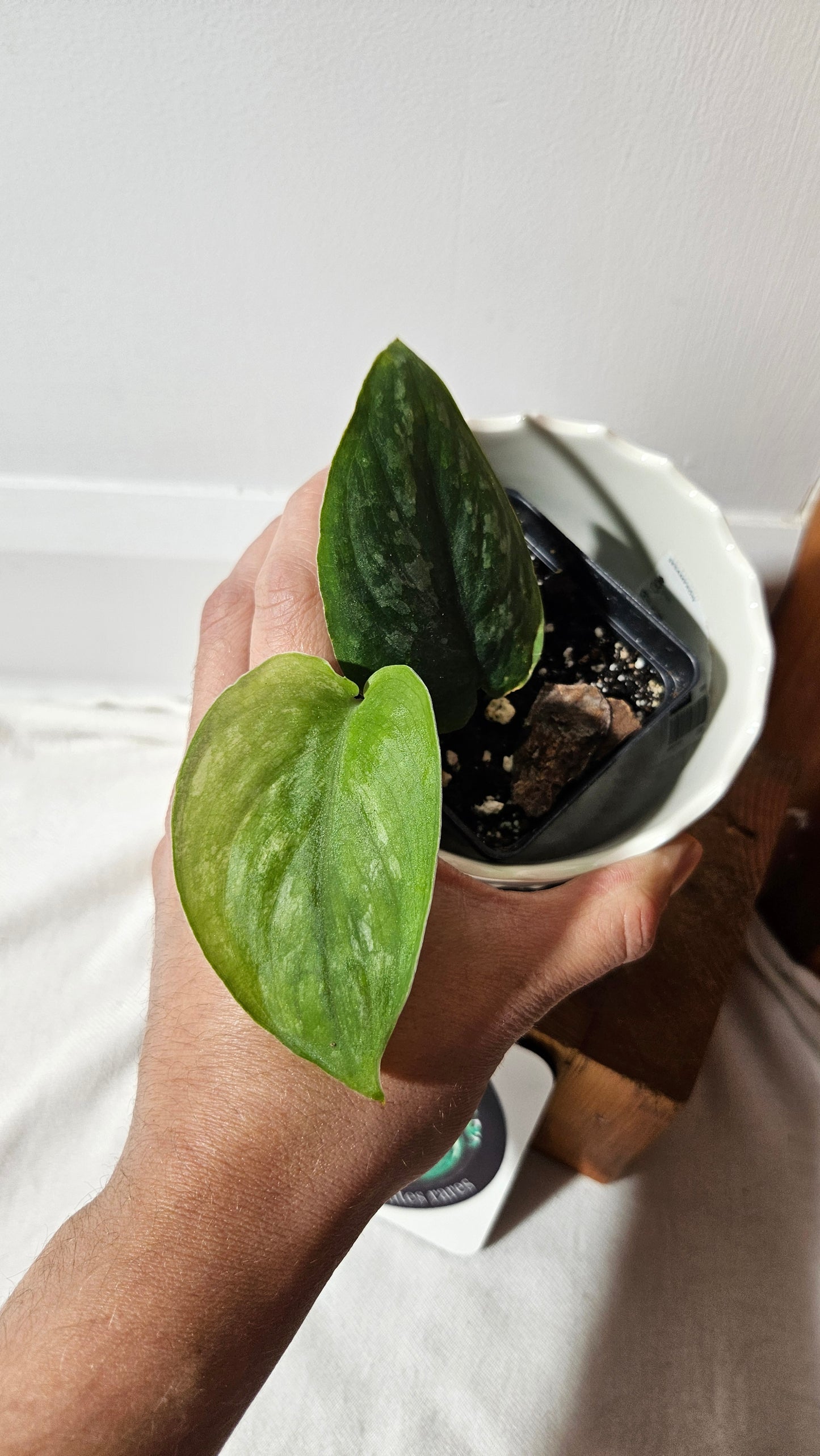 Scindapsus Silver Splash "Green on Green" (SCI-1031)