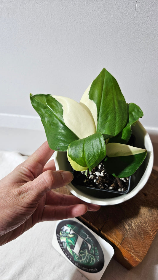 Scindapsus Moonlight Albo (SCI-975)