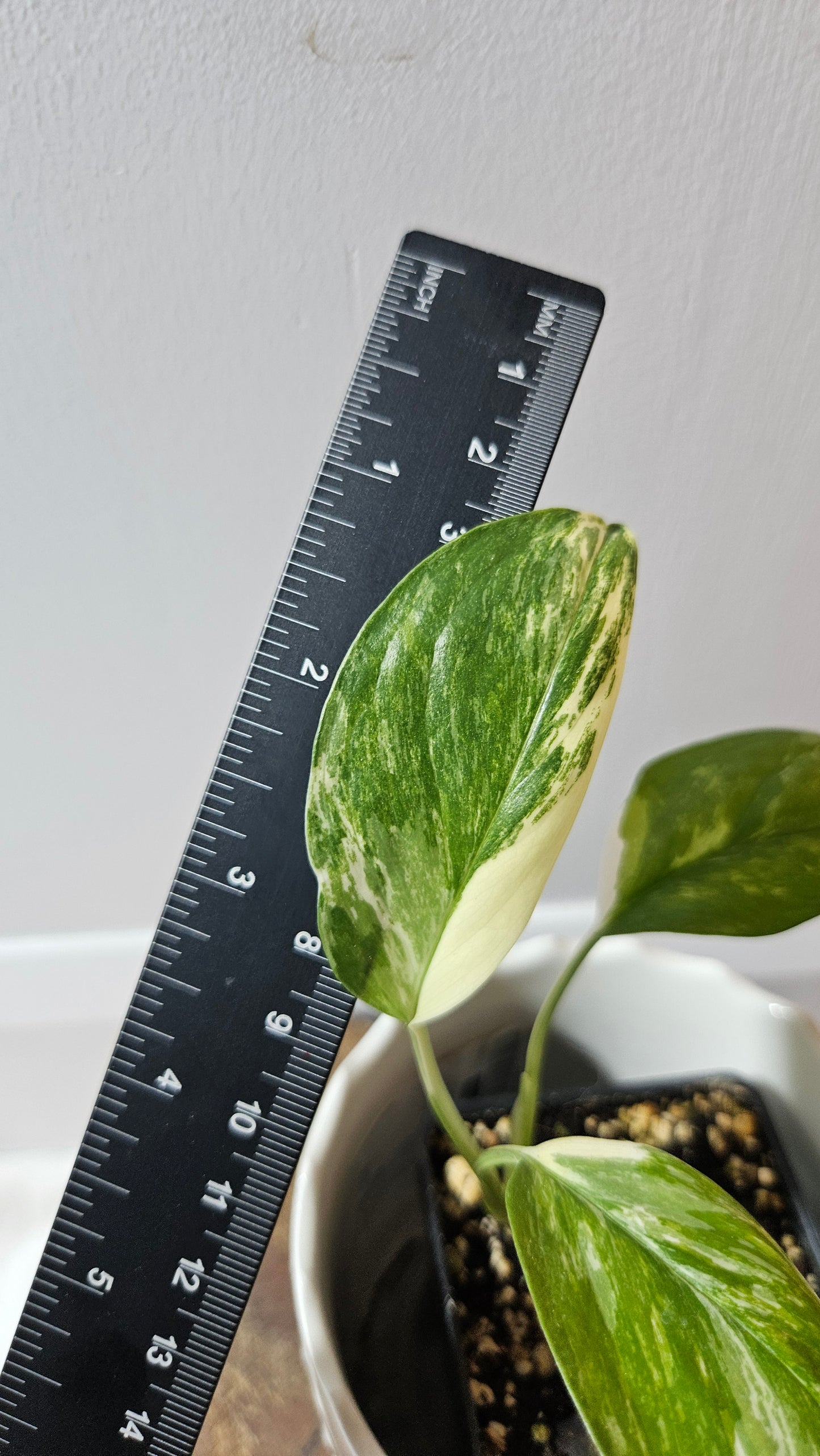 Monstera Lechleriana Albo (MON-195)