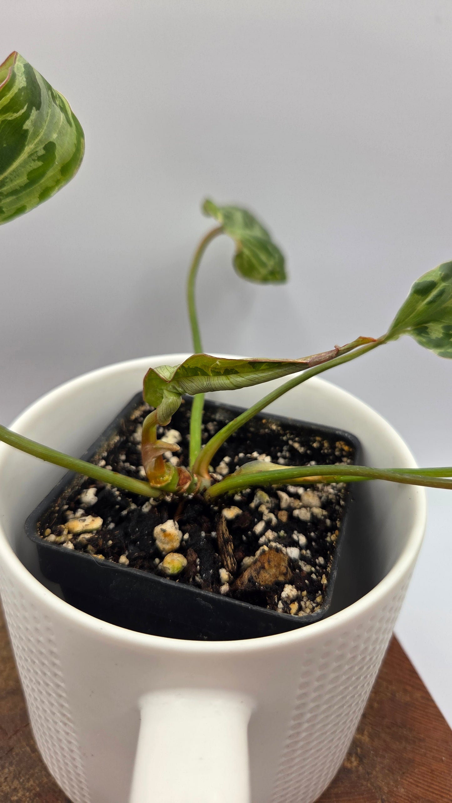 Philodendron Gloriosum "Snow leopard" (PHI-1027)