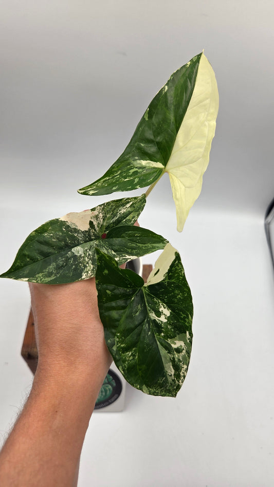 Syngonium Albo (SYN-513)
