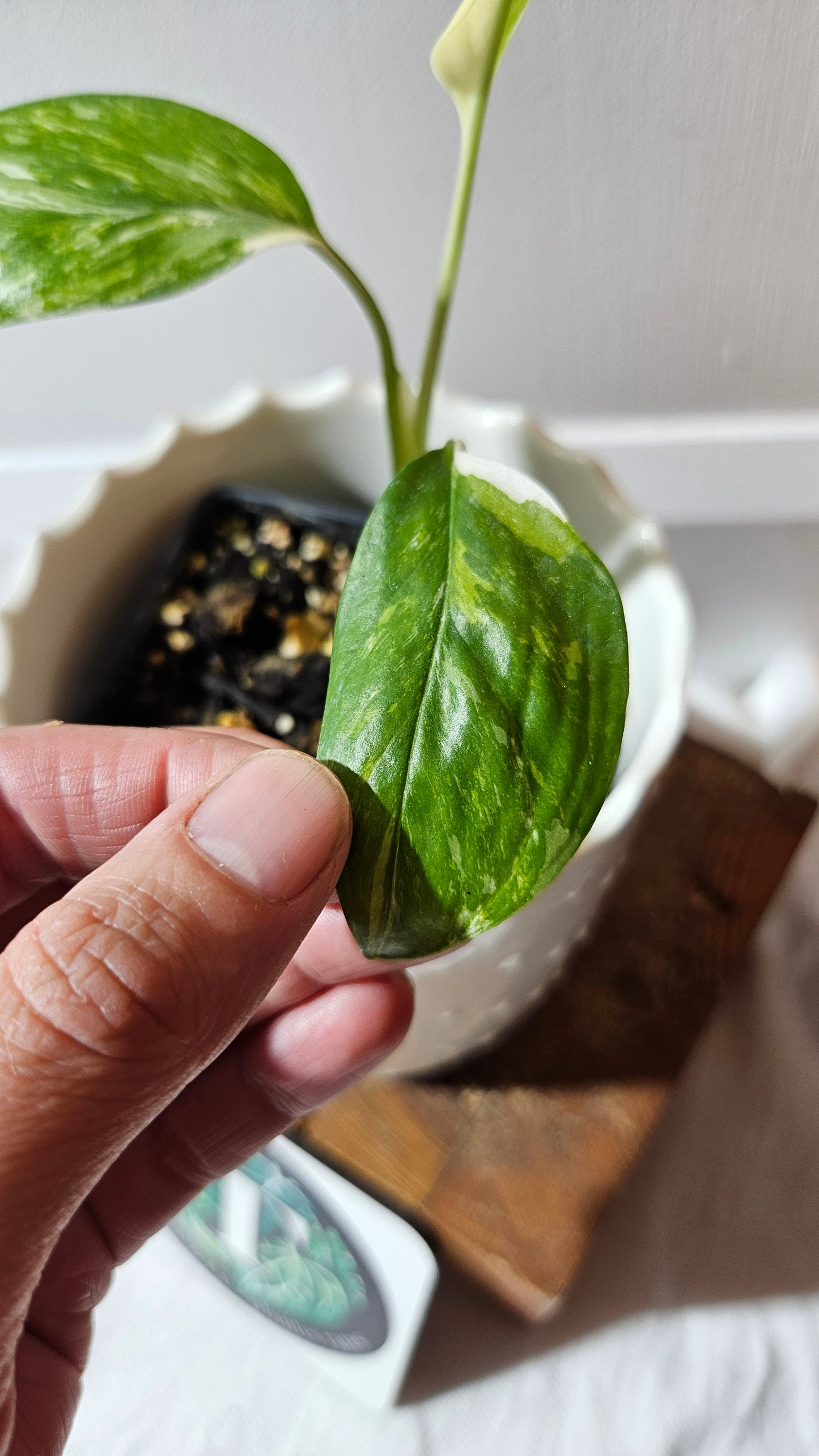 Monstera Lechleriana Albo (MON-195)