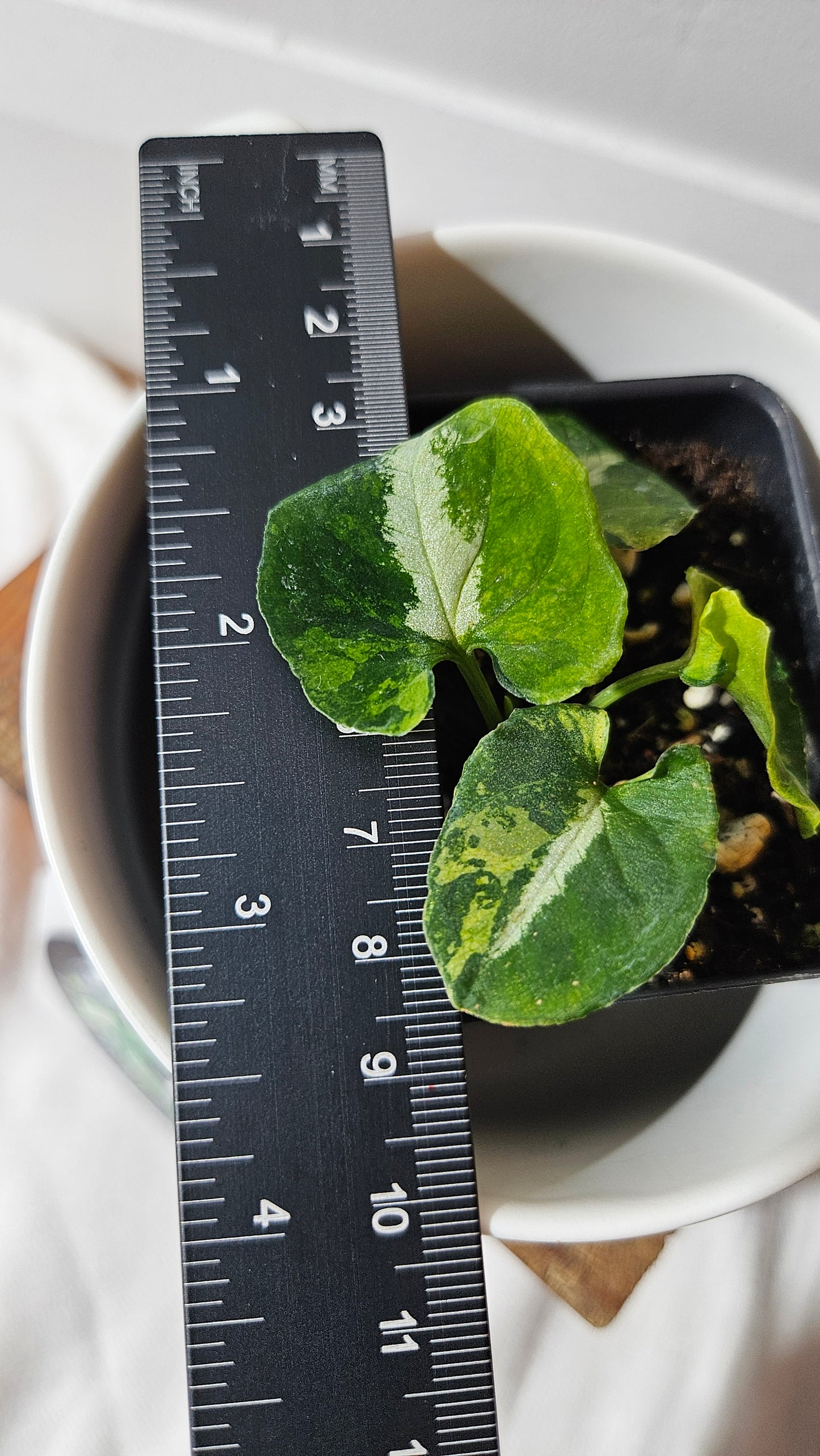 Syngonium Scrambled Eggs (SYN-478)