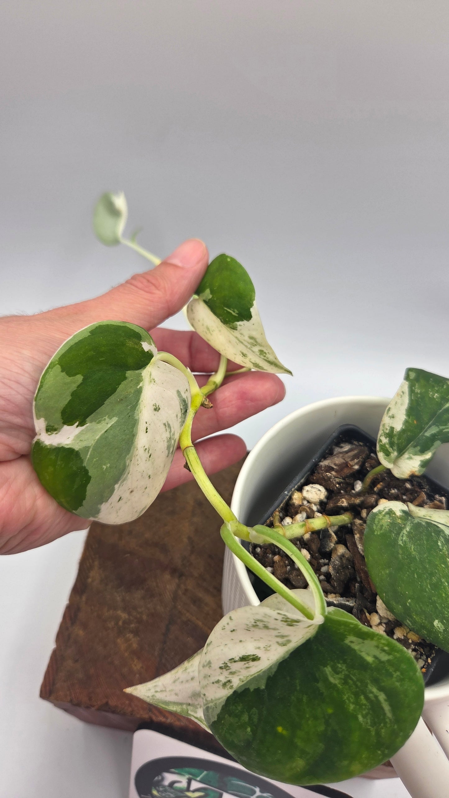 Scindapsus Silver Splash Variegata (SCI-578)