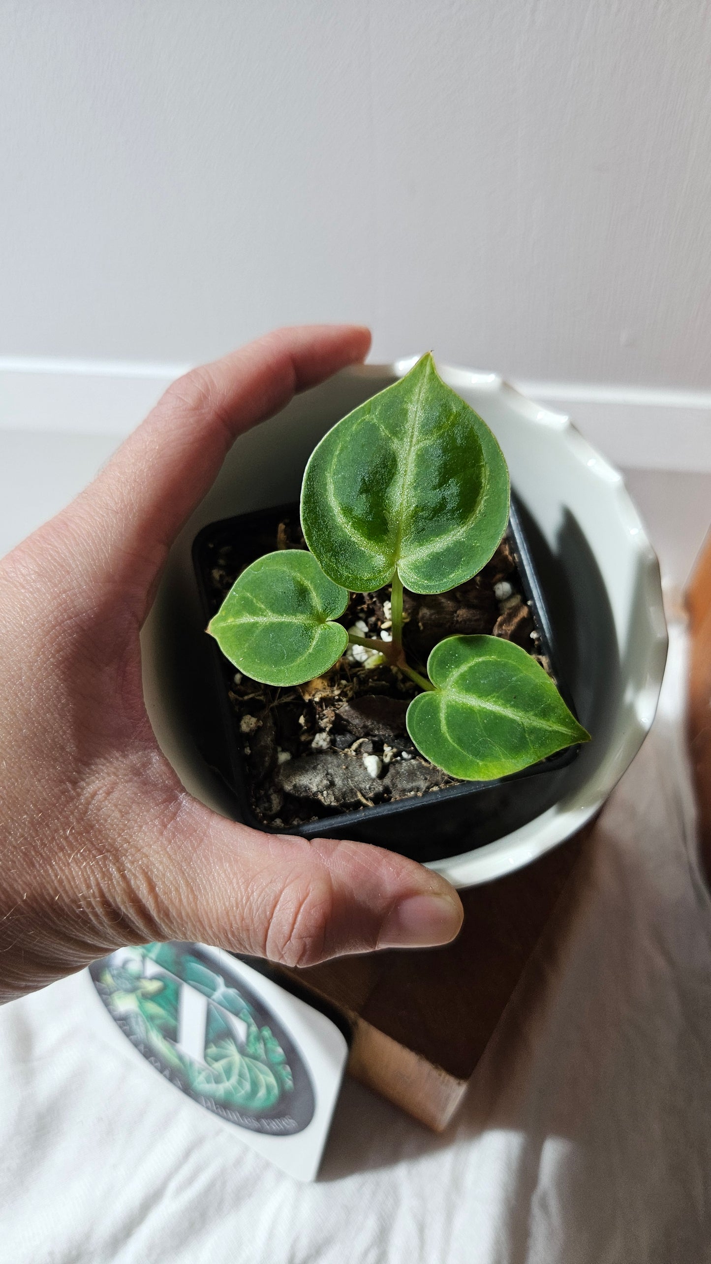 Anthurium Dorayaki Silver "format SEEDLING"( ANT-579)