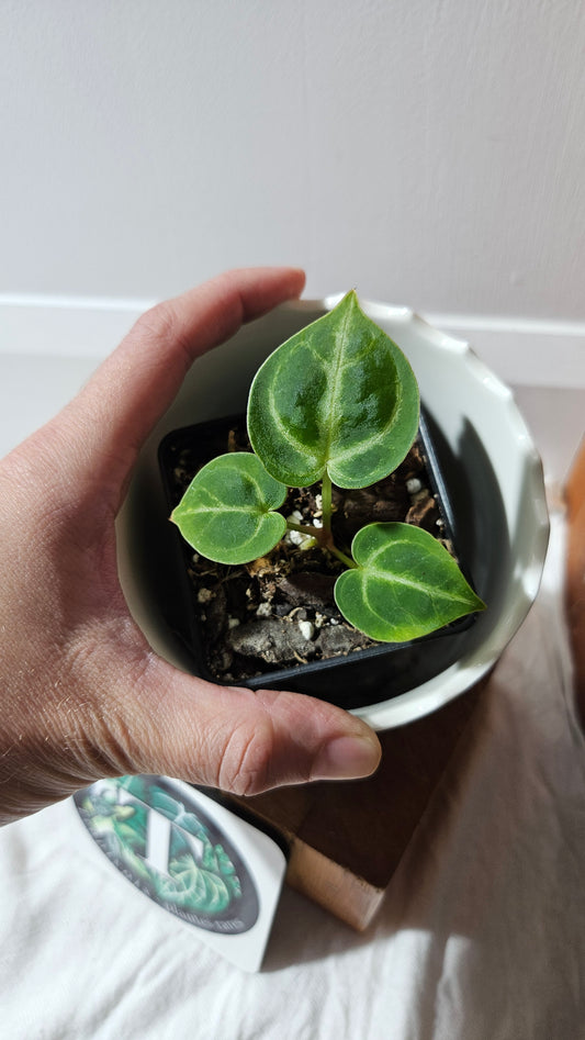 Anthurium Dorayaki Silver "format SEEDLING"( ANT-579)