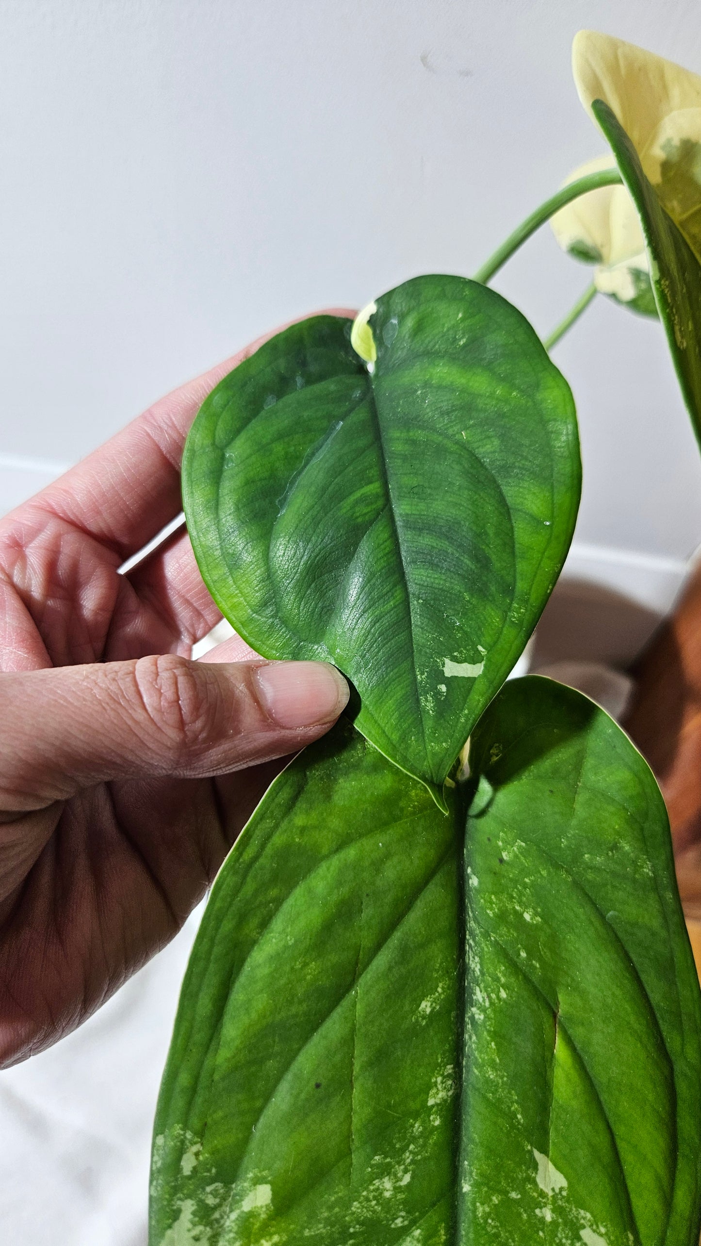 Syngonium Chiapense Albo (SYN-481)