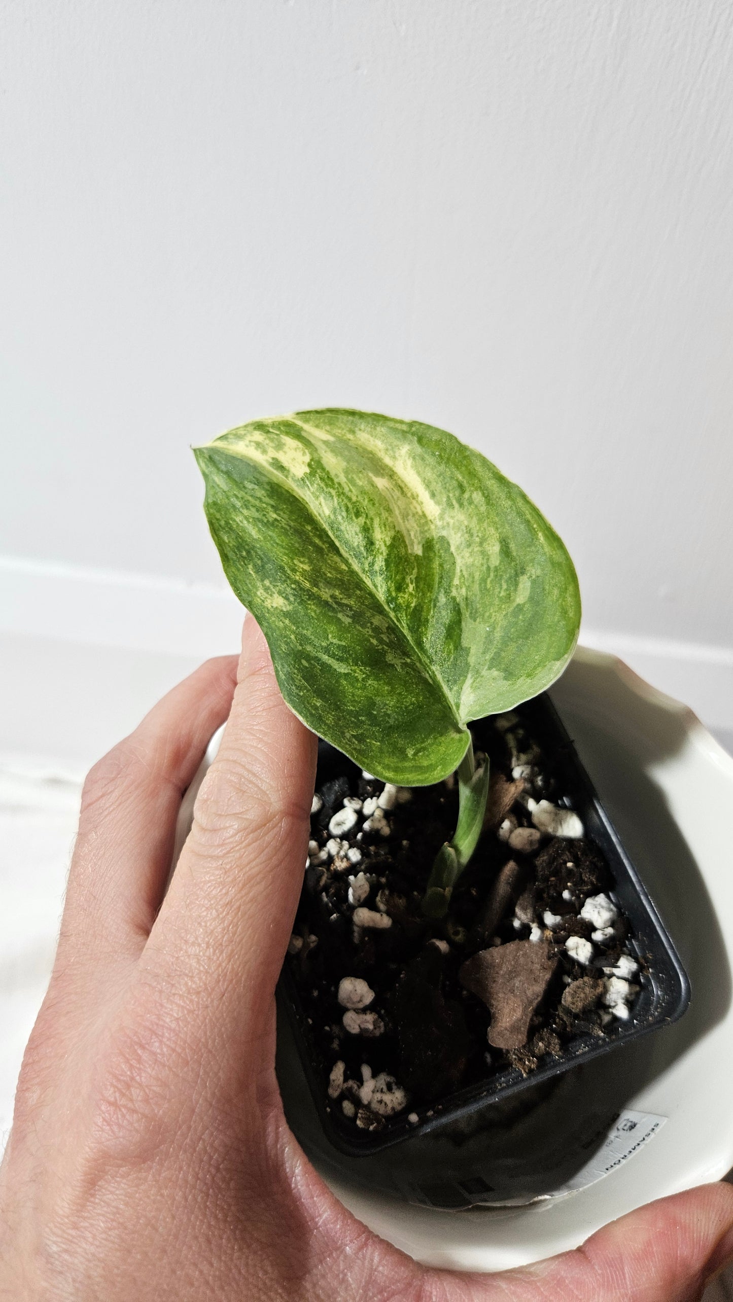Scindapsus Exotica Salaka Tricolore (SCI-1048)