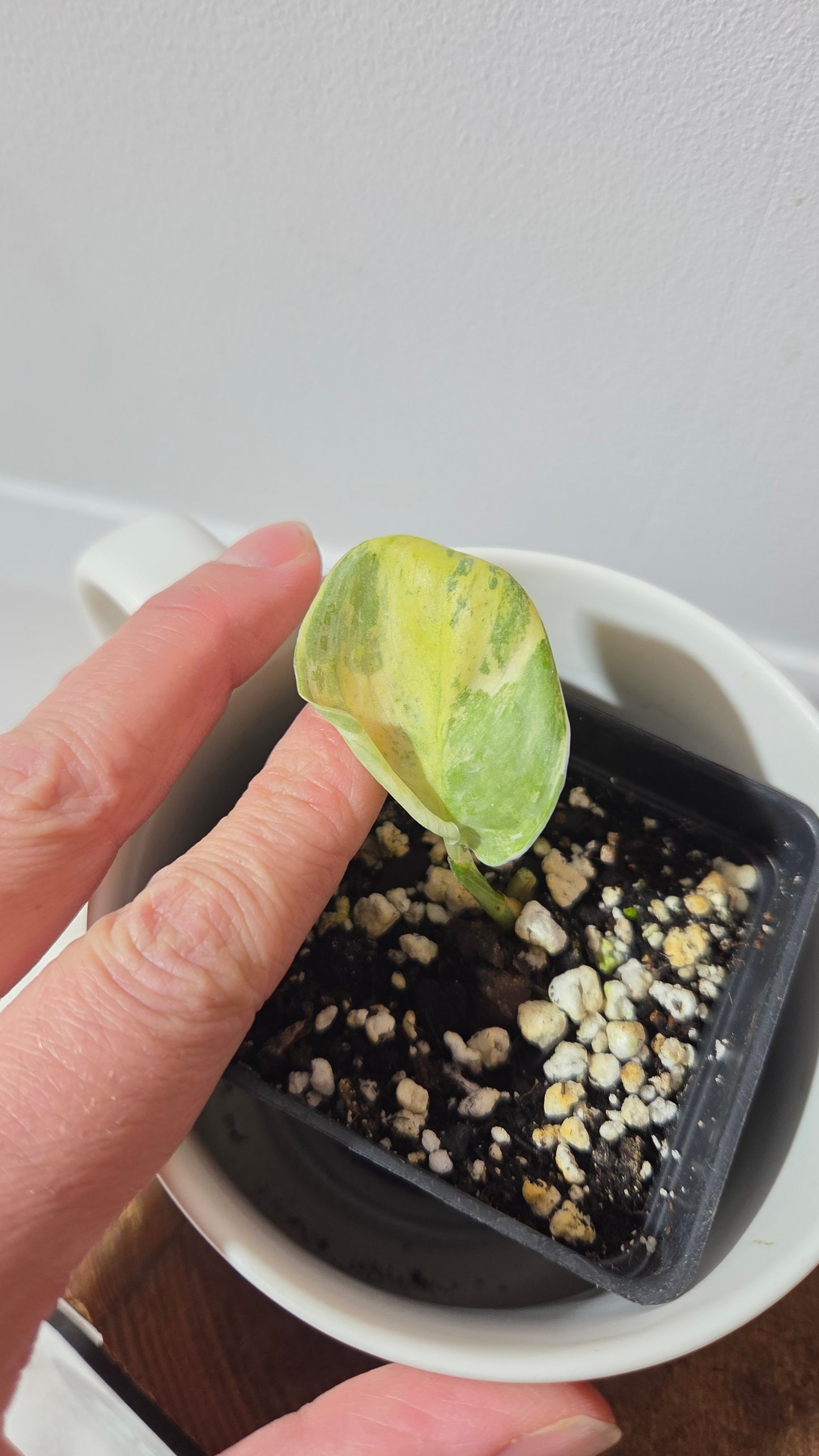 Scindapsus Exotica Salaka Variegata (SCI-1405)