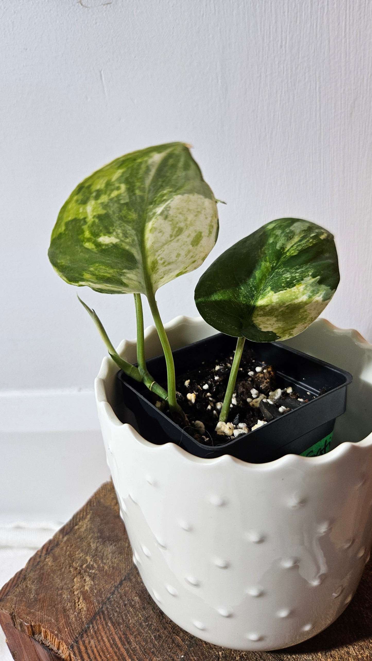 Scindapsus Dark satin Tricolore (SCI-1042)