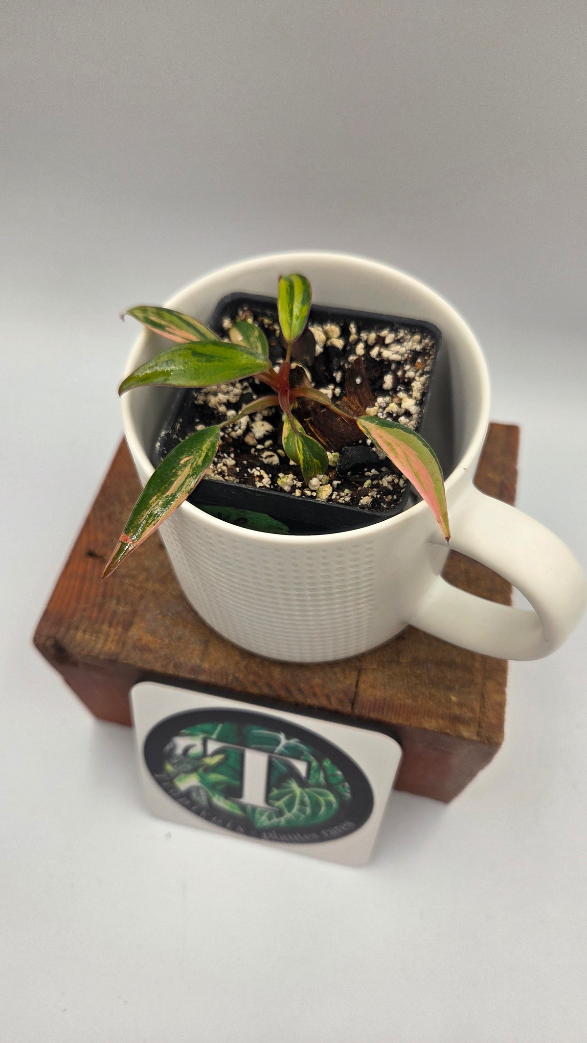 Philodendron Strawberry Shake (PHI-1087)