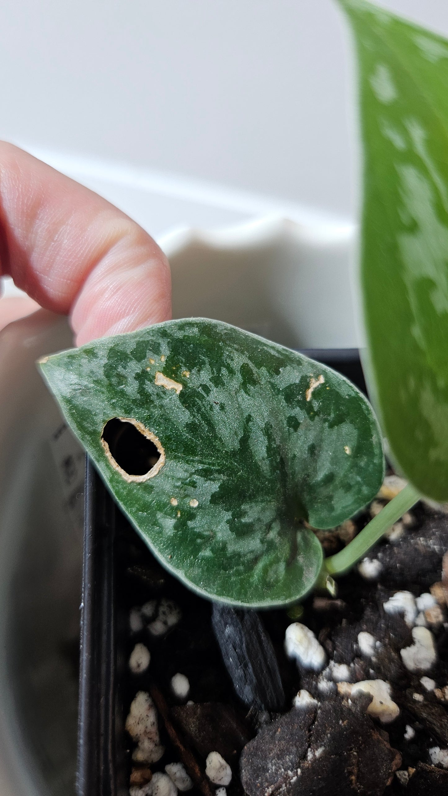 Scindapsus Black Exotica (SCI-1325)