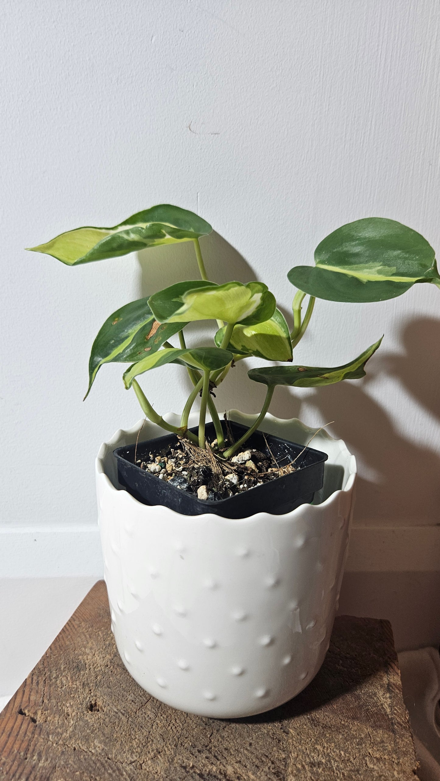 Philodendron Hederaceum Cream Splash (PHI-729)