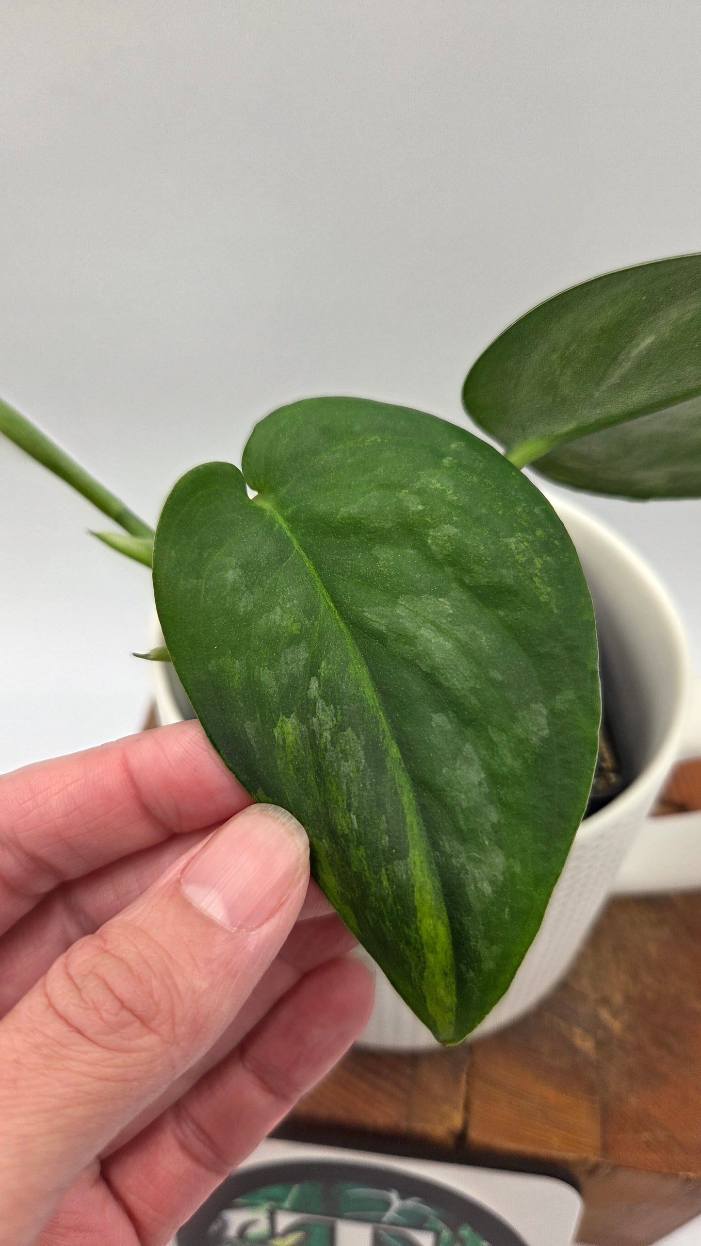 Scindapsus Silver Splash "Green on Green" (SCI-808)
